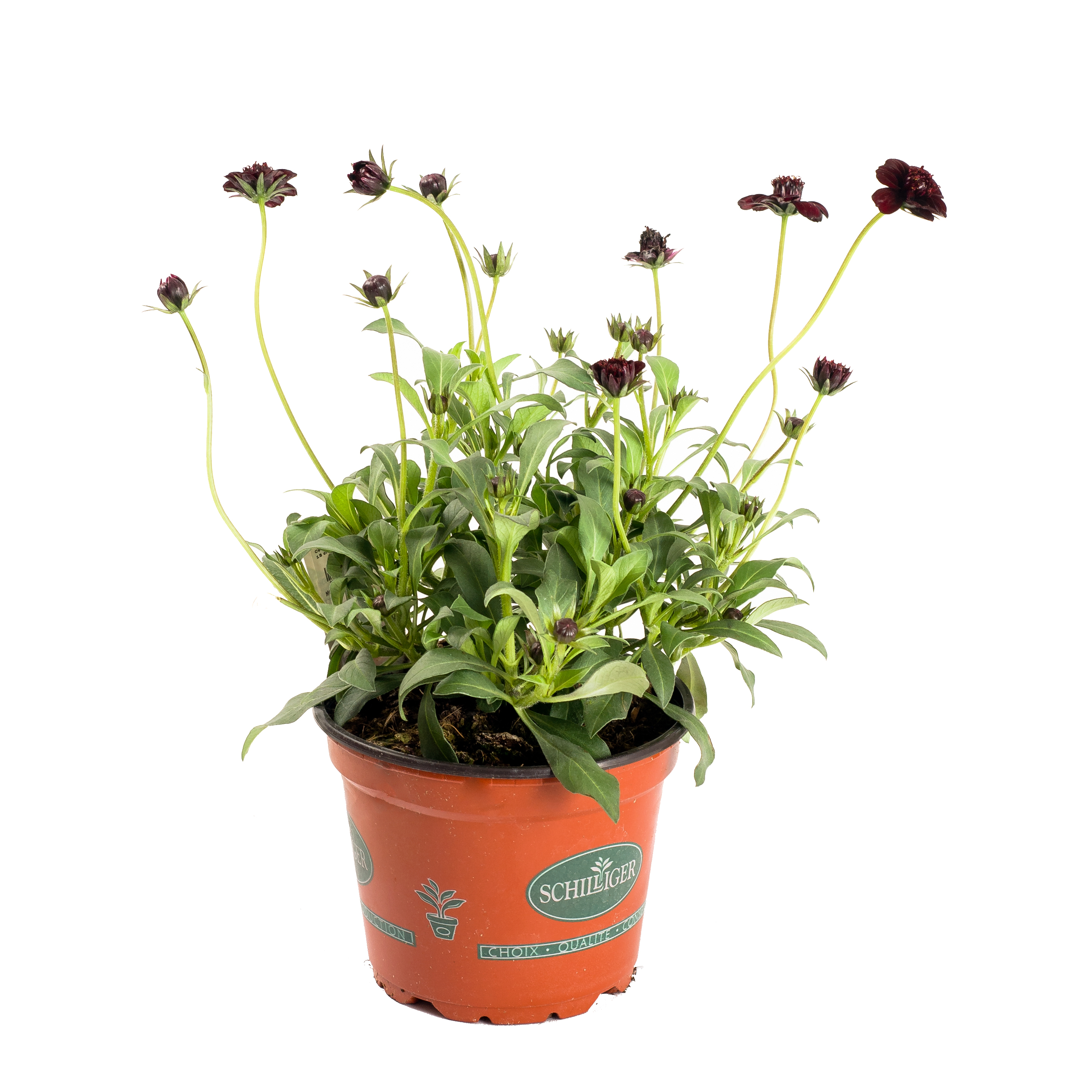 Cosmos atrosanguineus 'Chocamoch