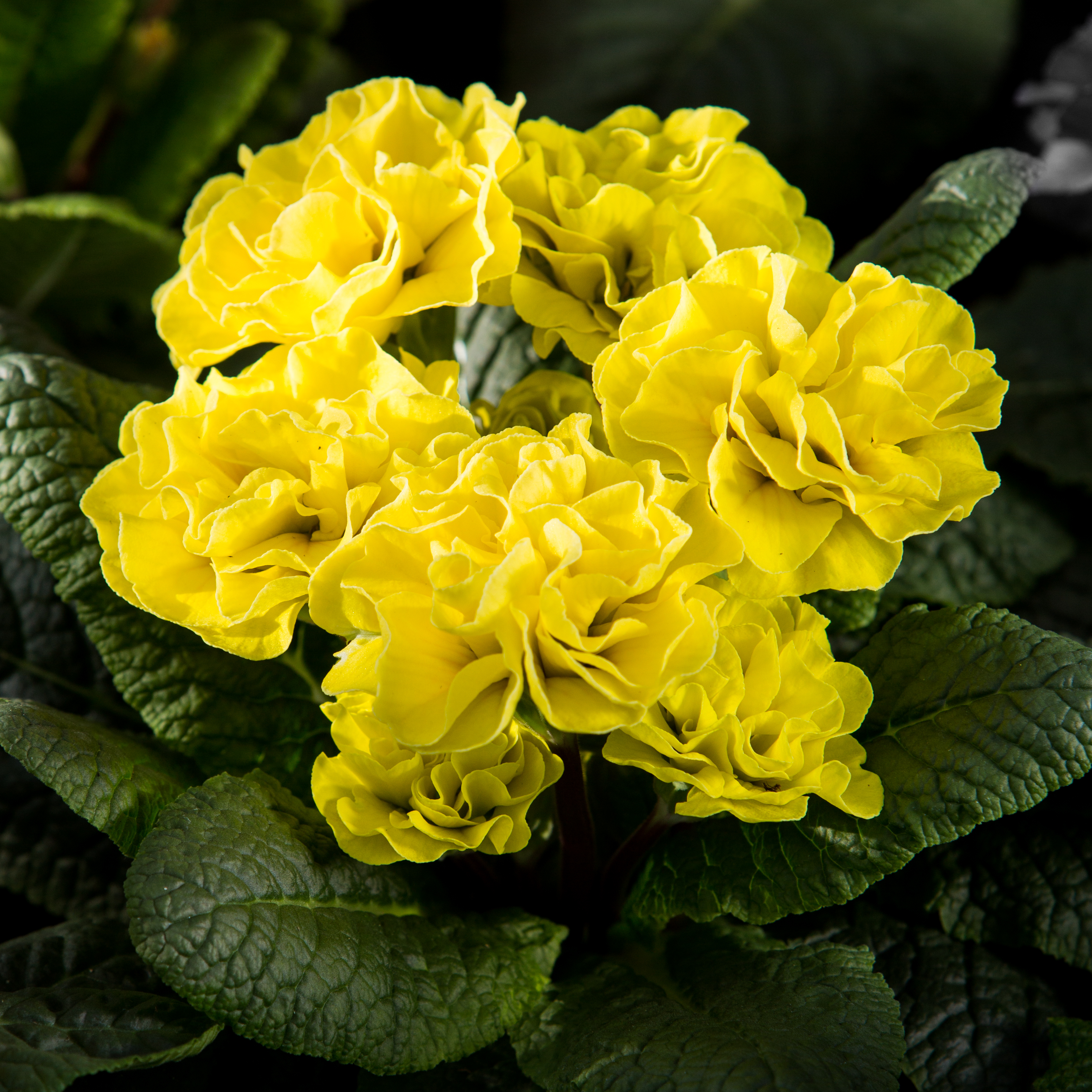 Primula romantique