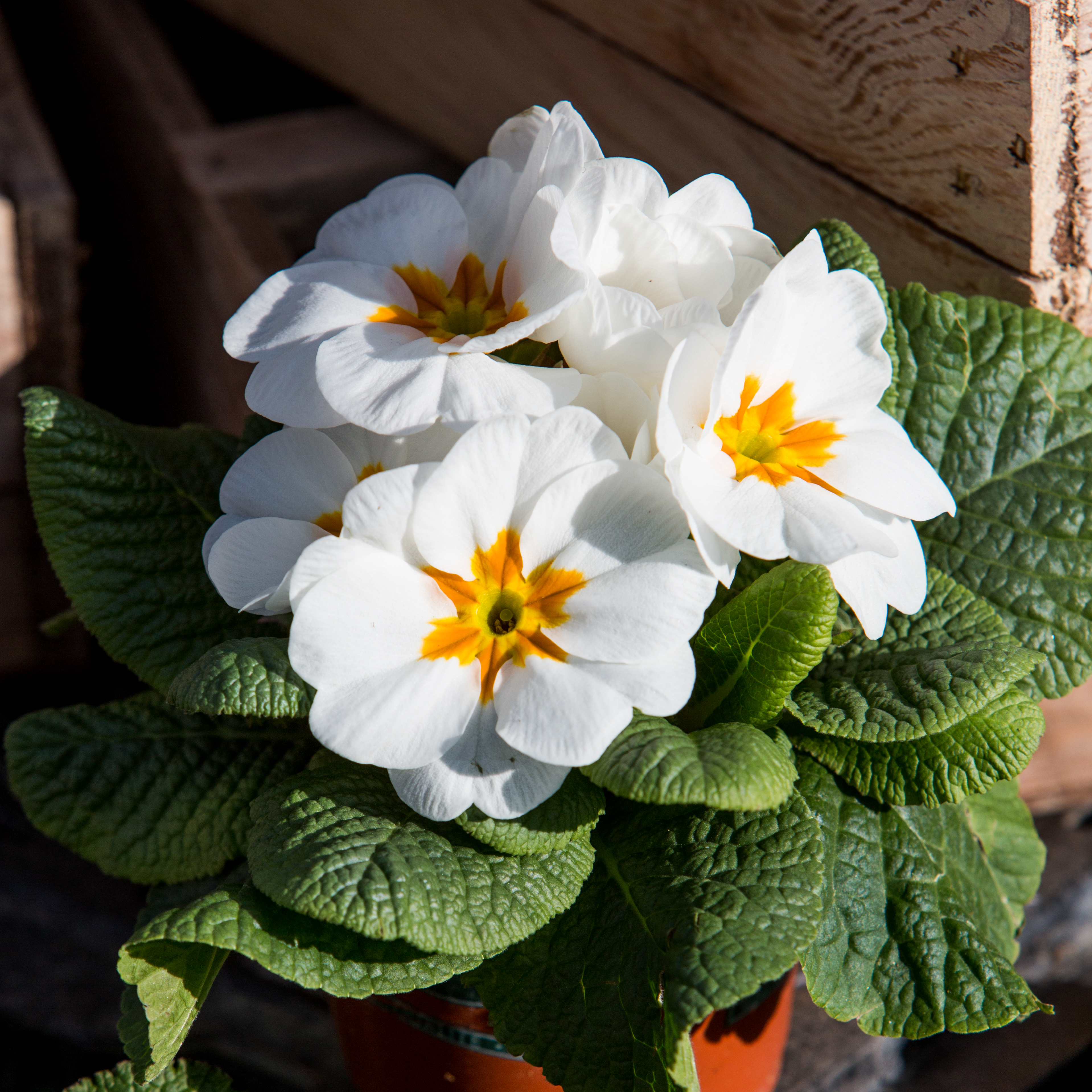 Primula vulgaris