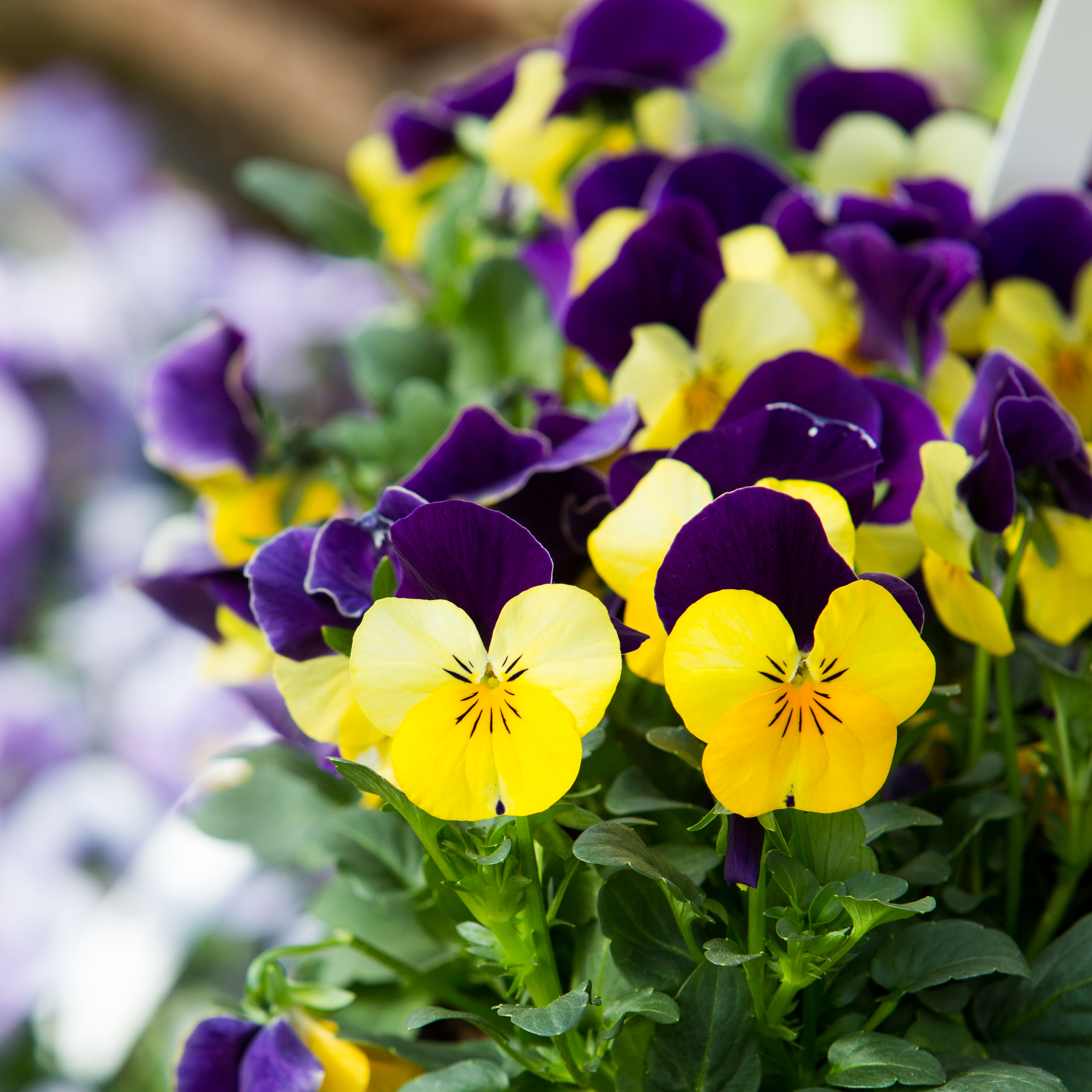 Viola cornuta