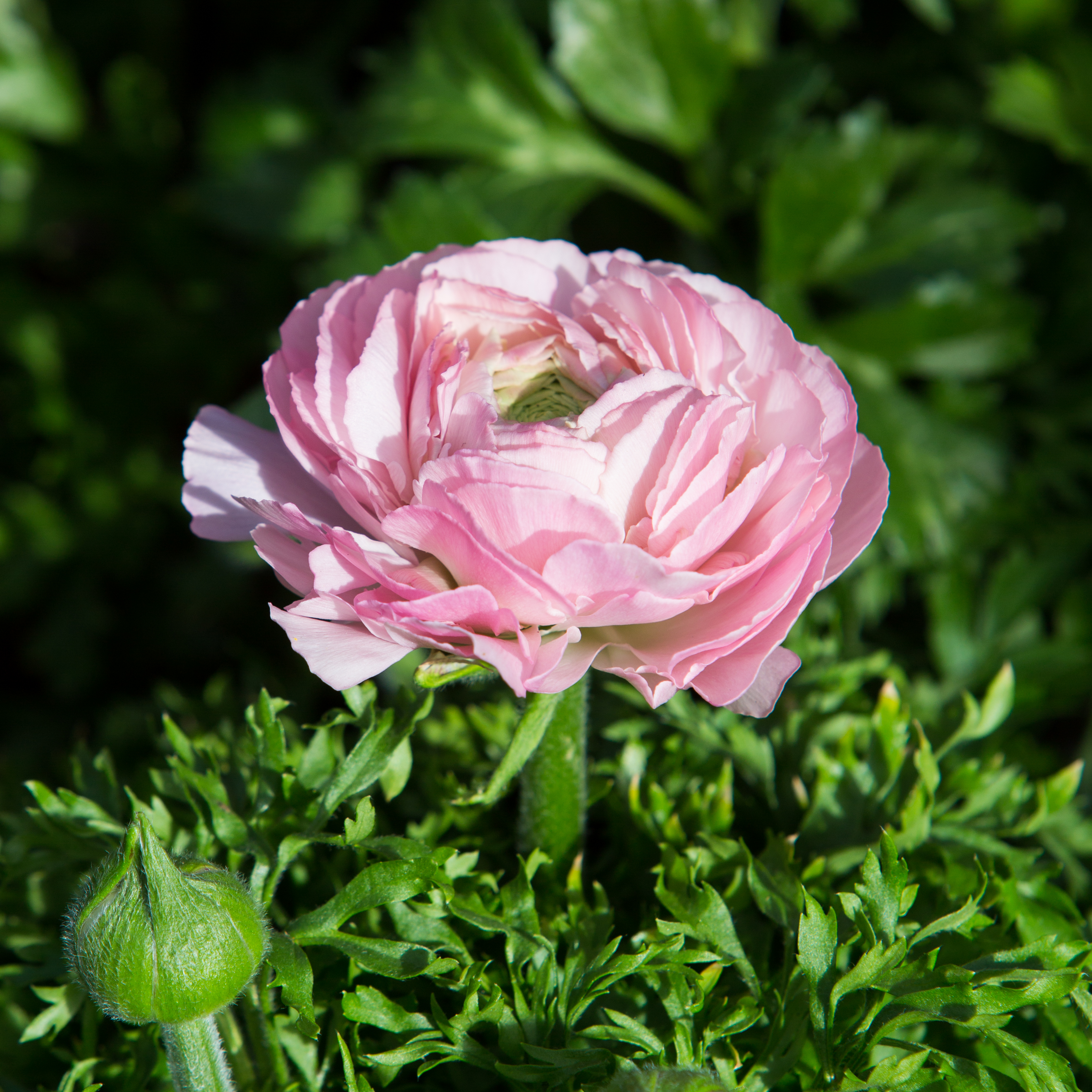 Ranunculus asiaticus