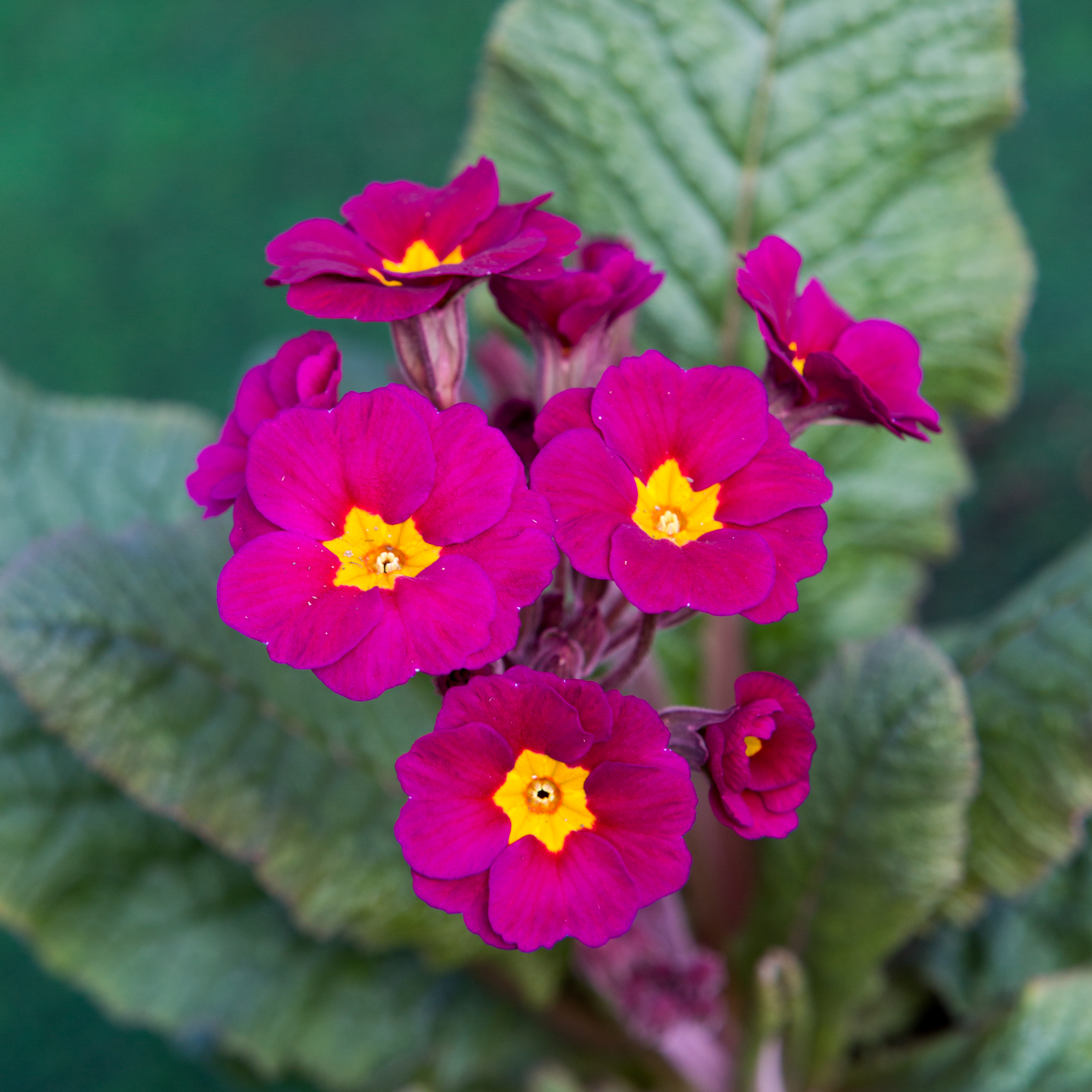 Primula elatior