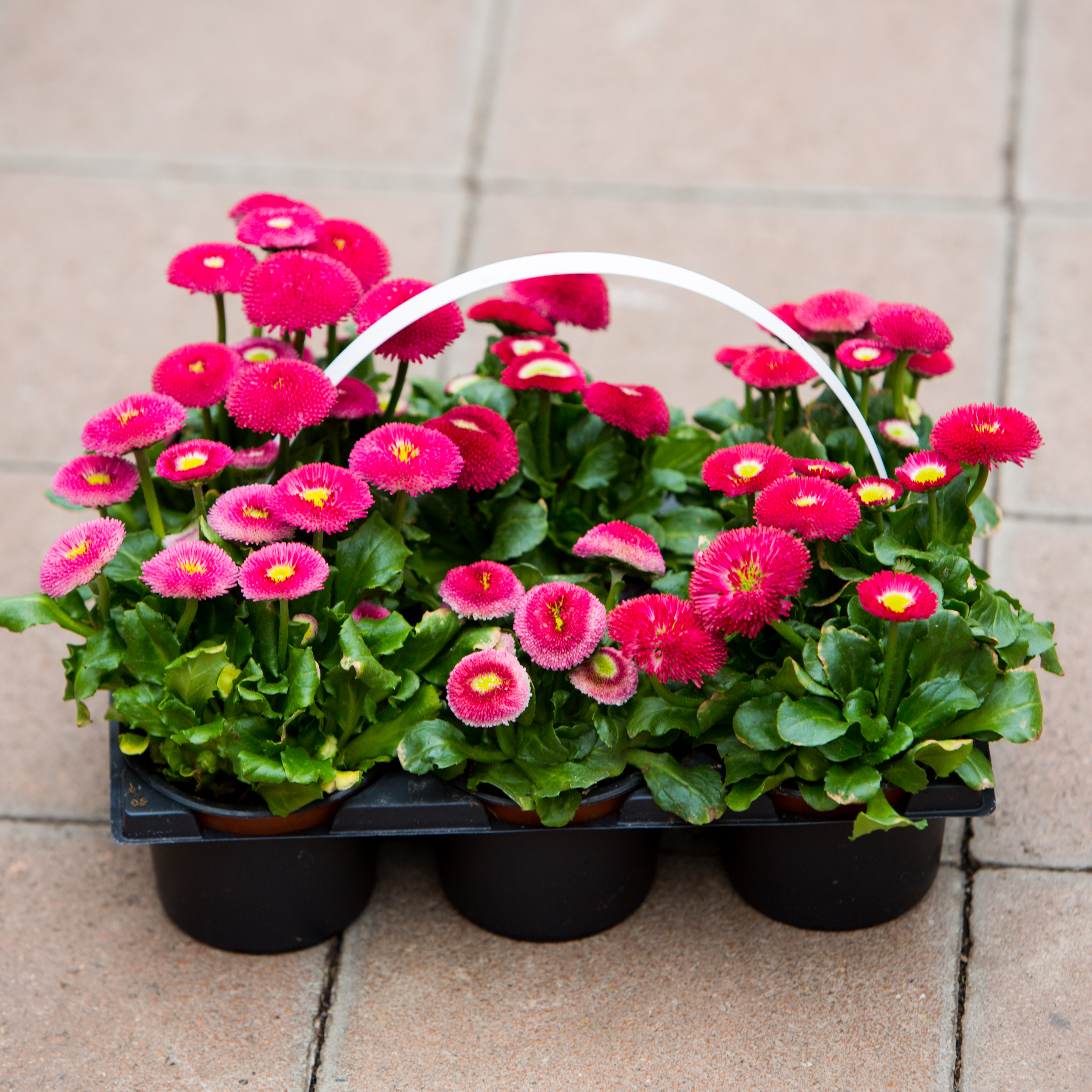 Bellis perennis - Pack 6 pièces