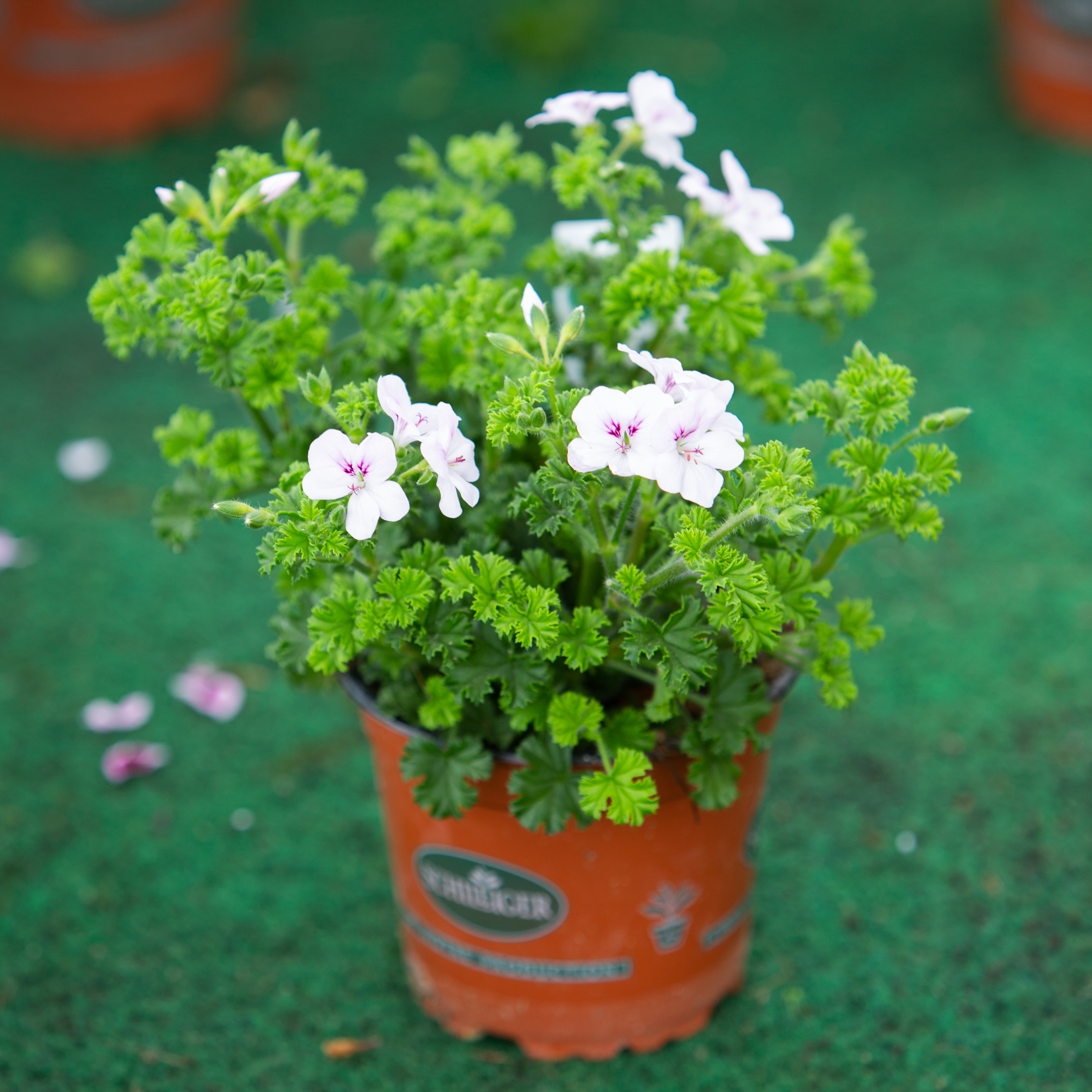 Pelargonium crispum 'Angeleyes'