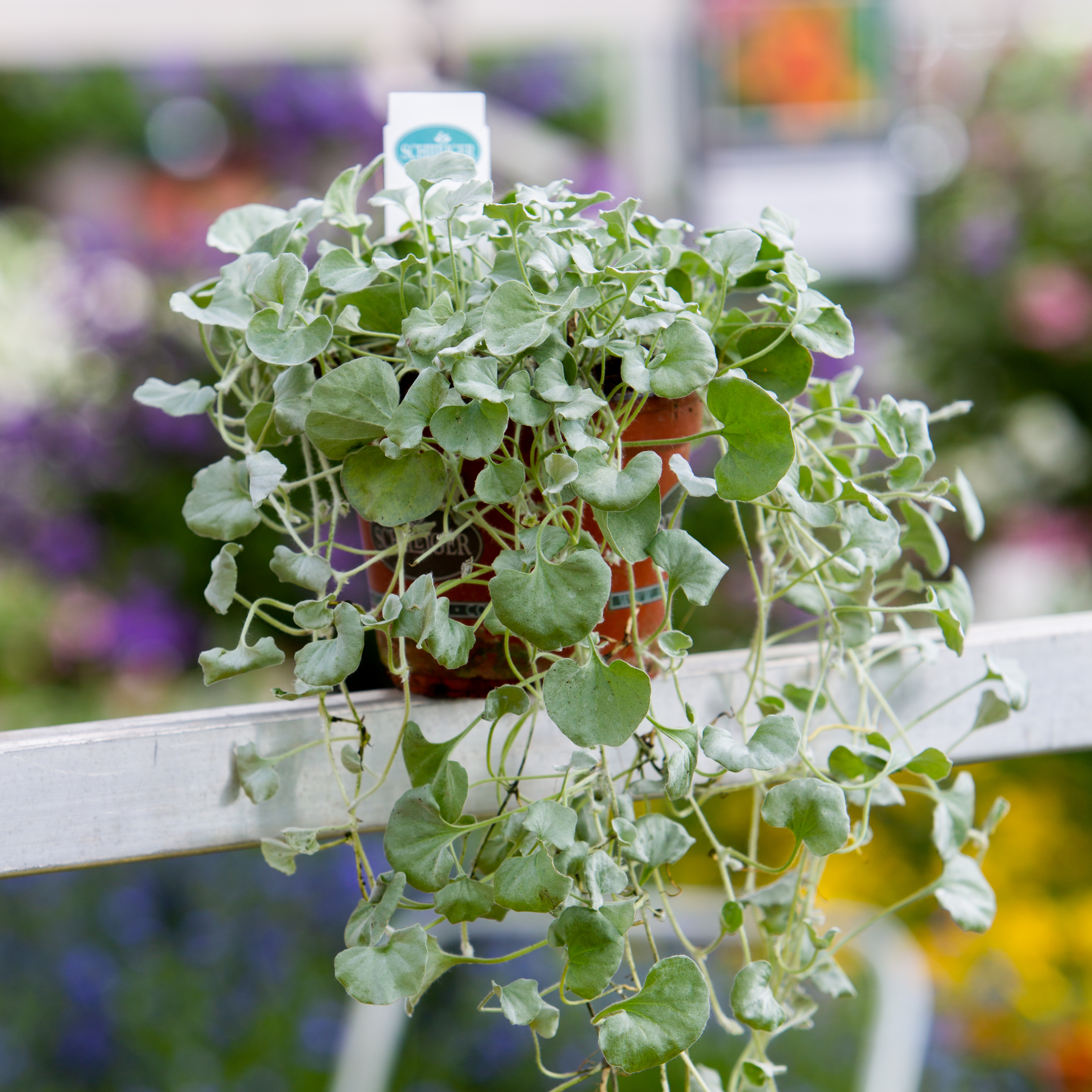 Dichondra argentea 'Silver Falls'