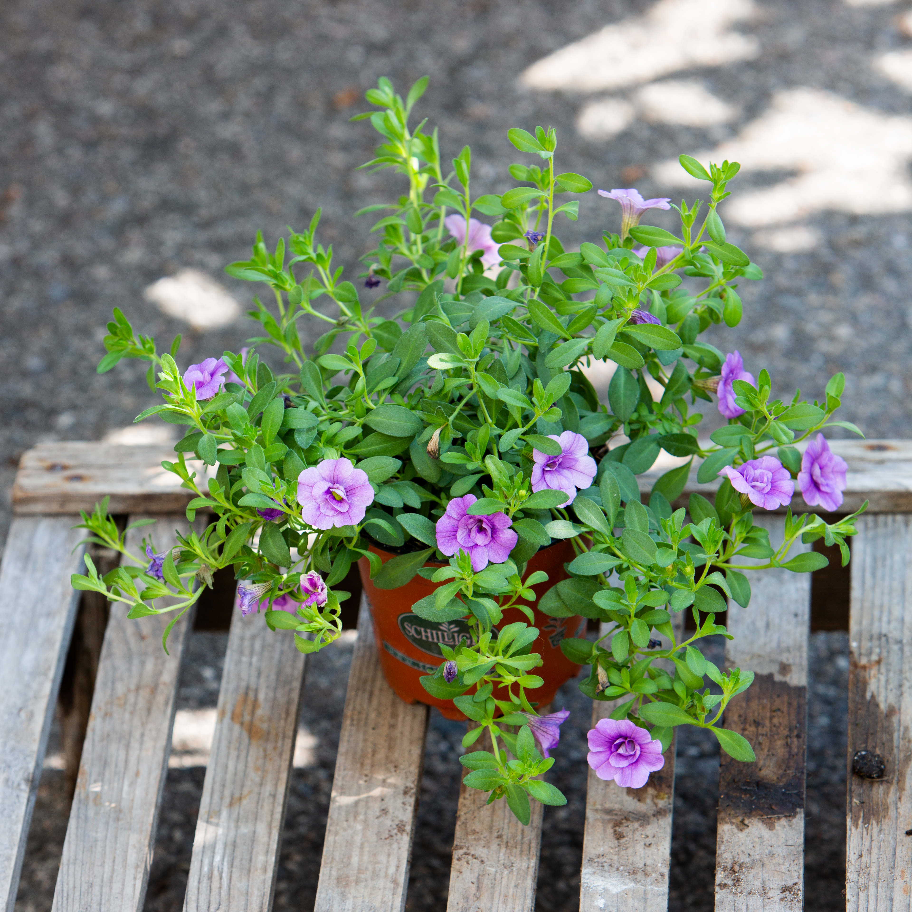 Calibrachoa