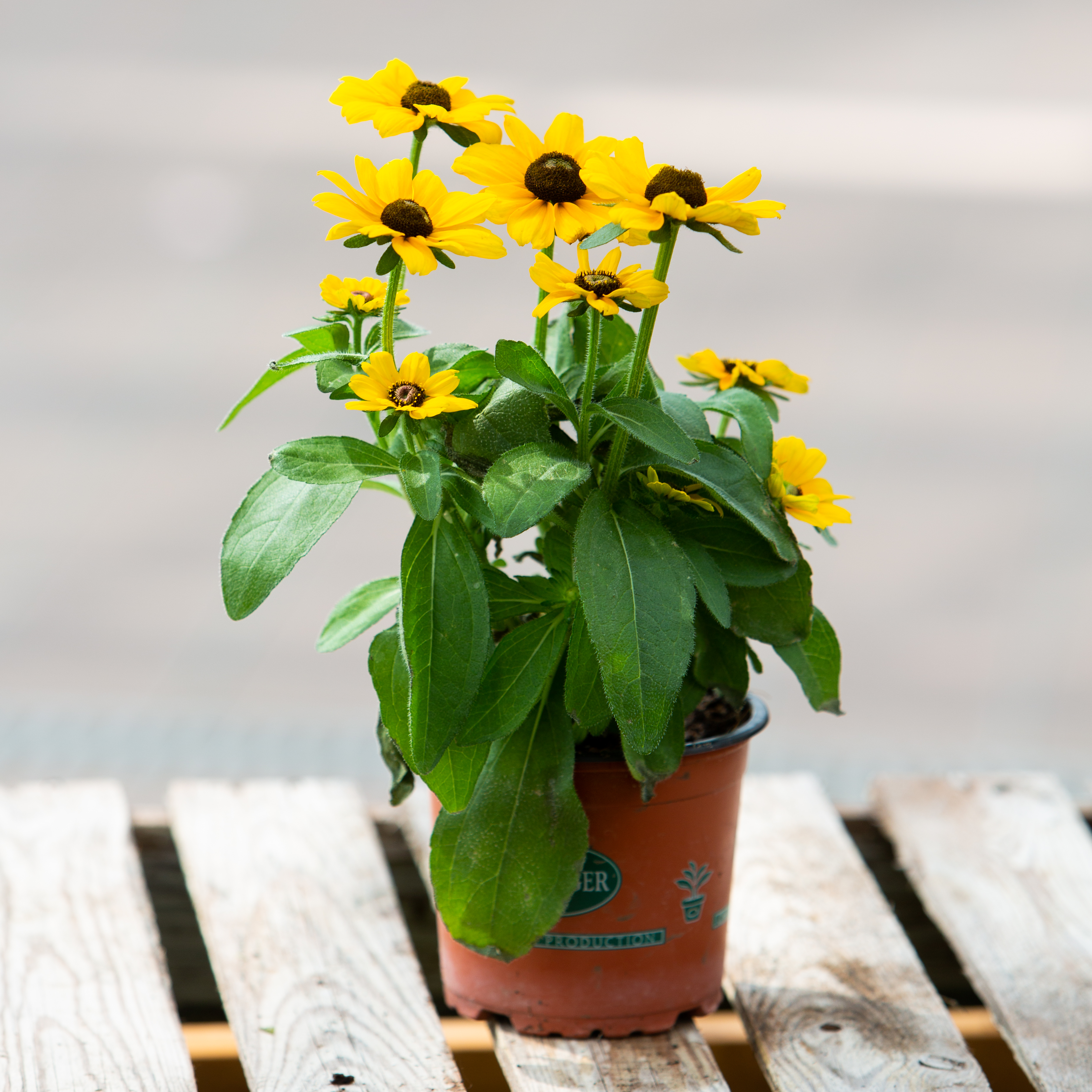 Rudbeckia hirta