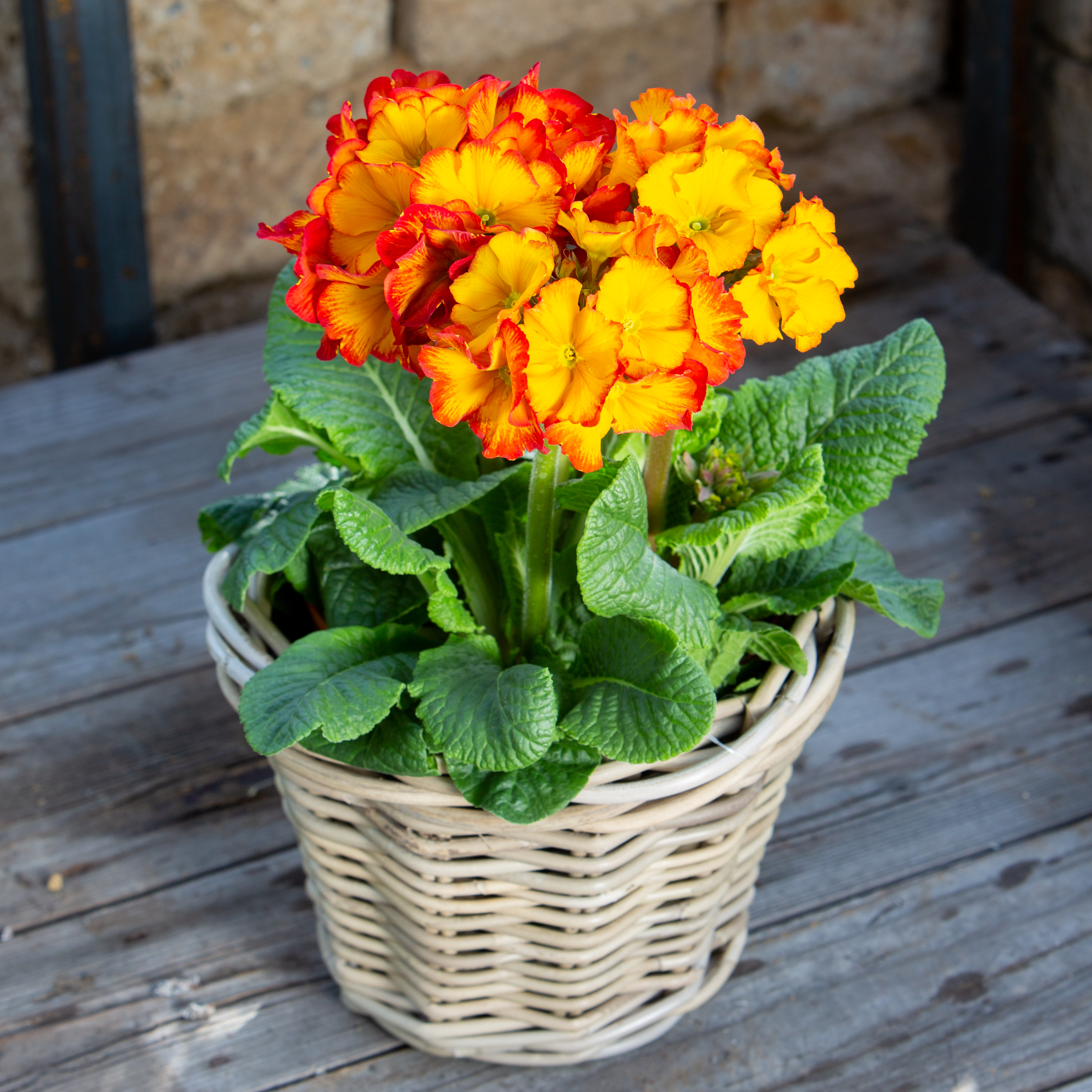 Primula elatior