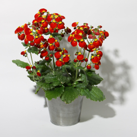 Calceolaire 'Calynopsis'