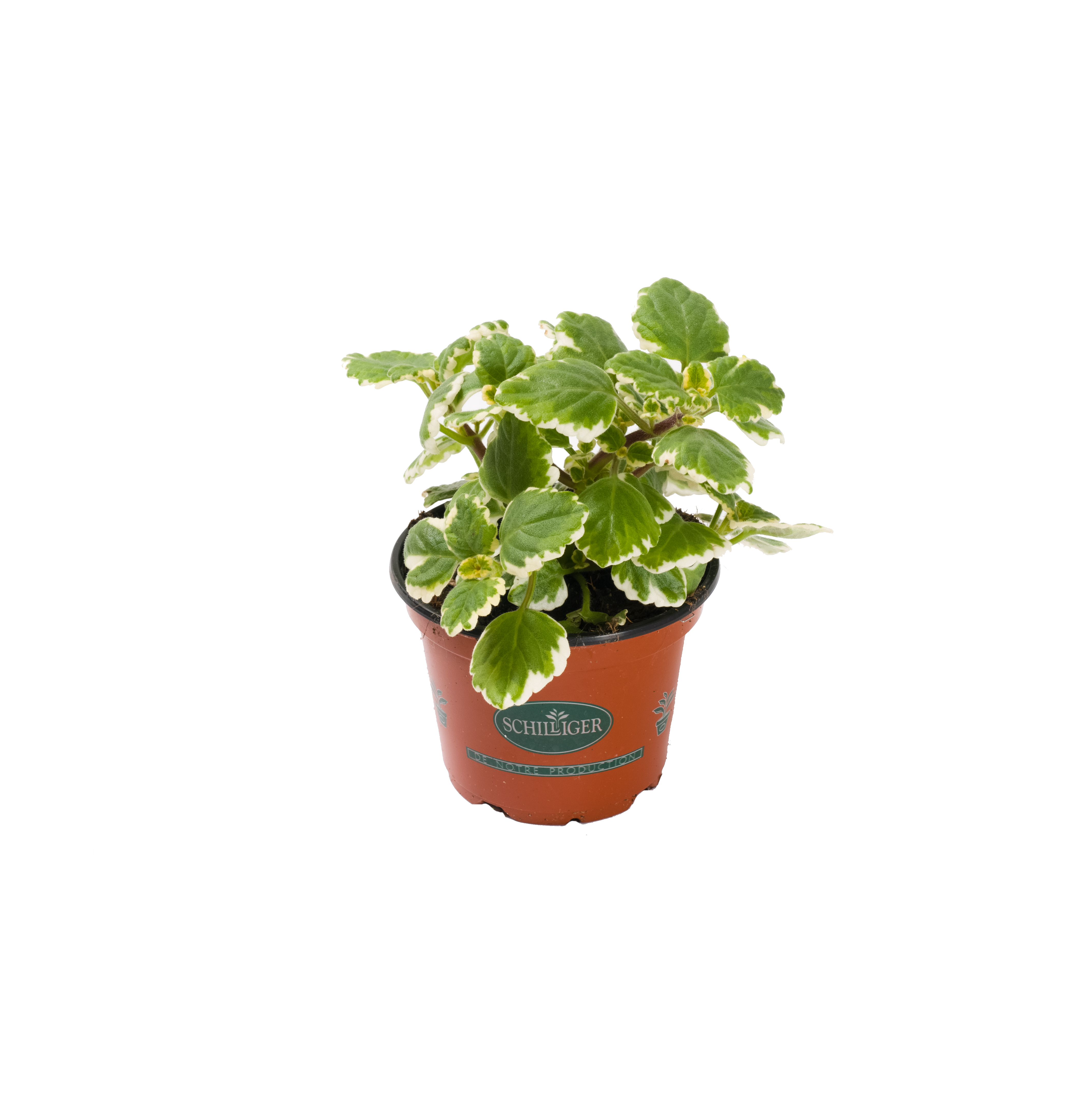 Plectranthus coleoides 'Marginatus'