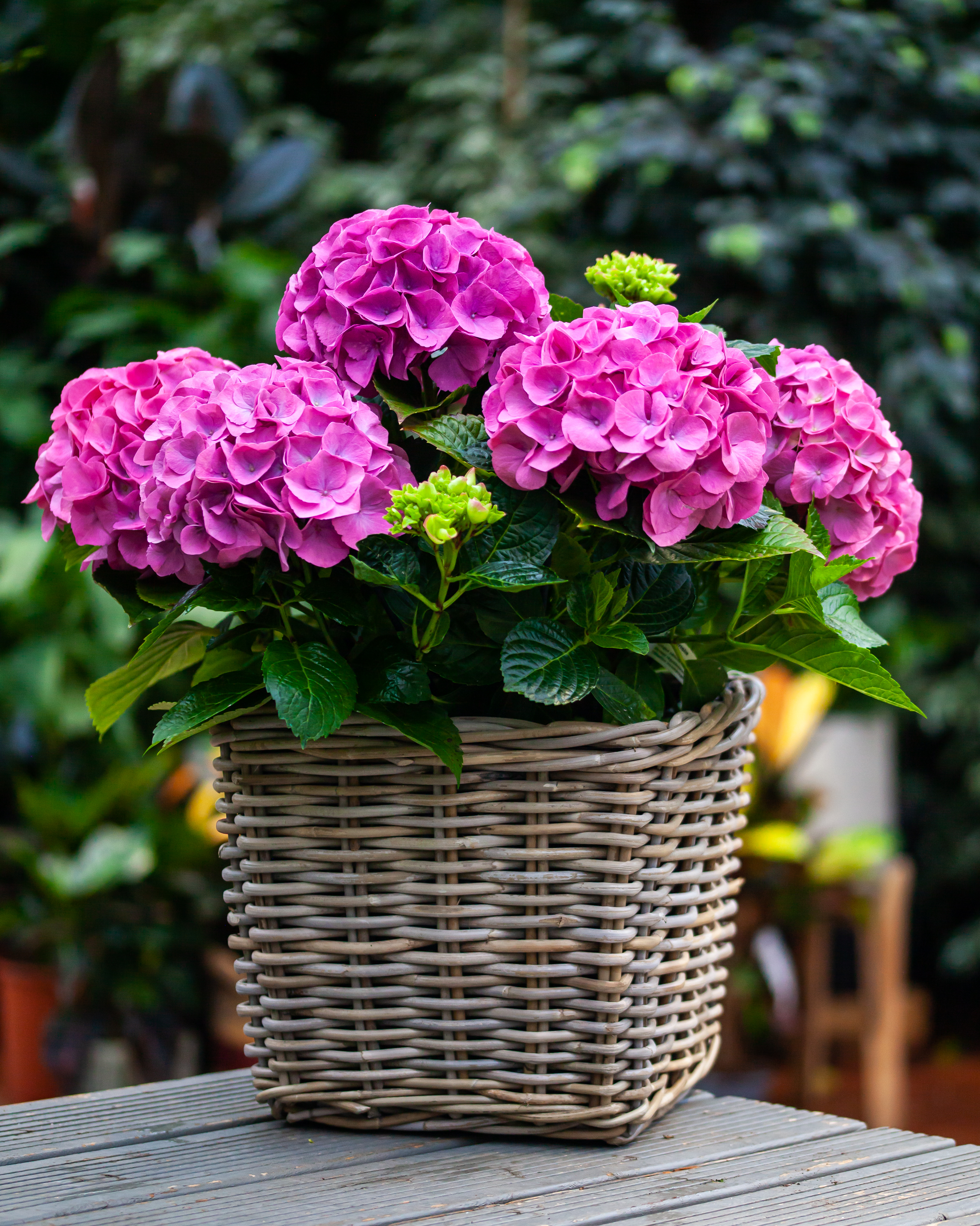Hortensia