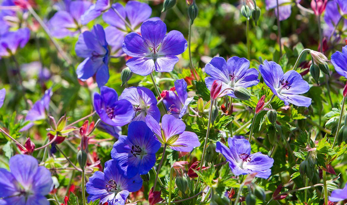 Geranium 'Rozanne'