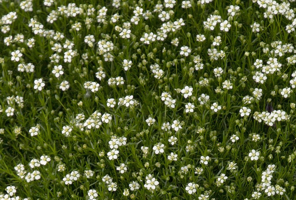 Sagina subulata 'Aurea Scottish Moos'