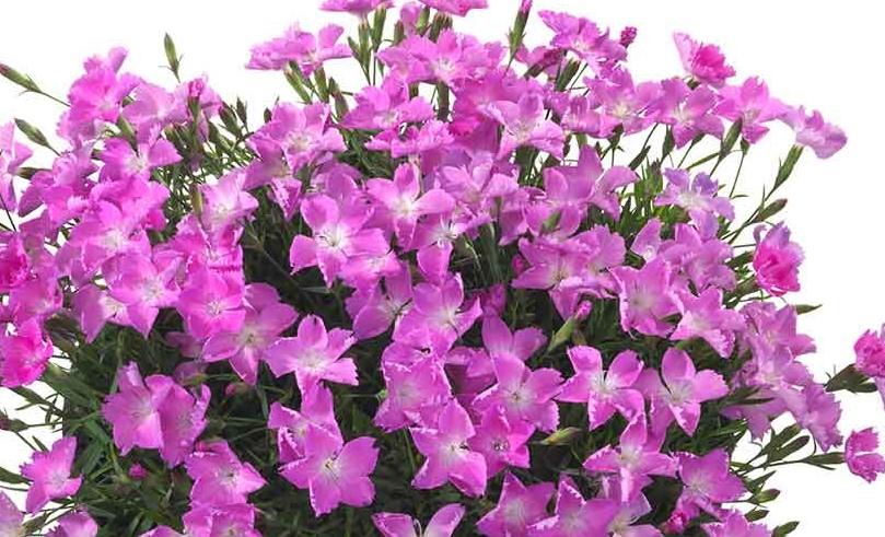 Dianthus 'Tiiu'