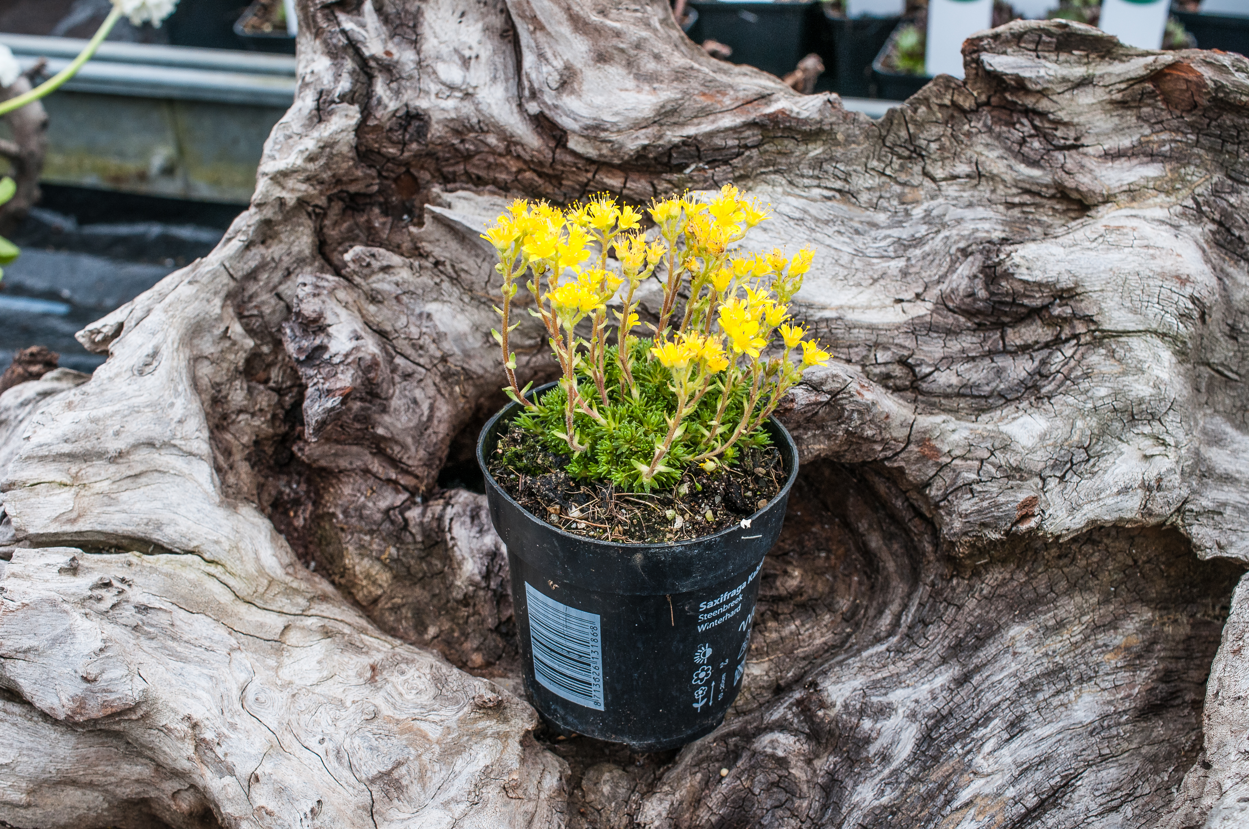 Saxifraga kabschia