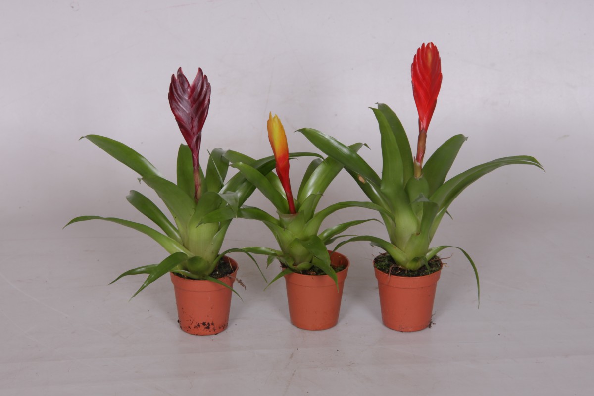 Vriesea mini