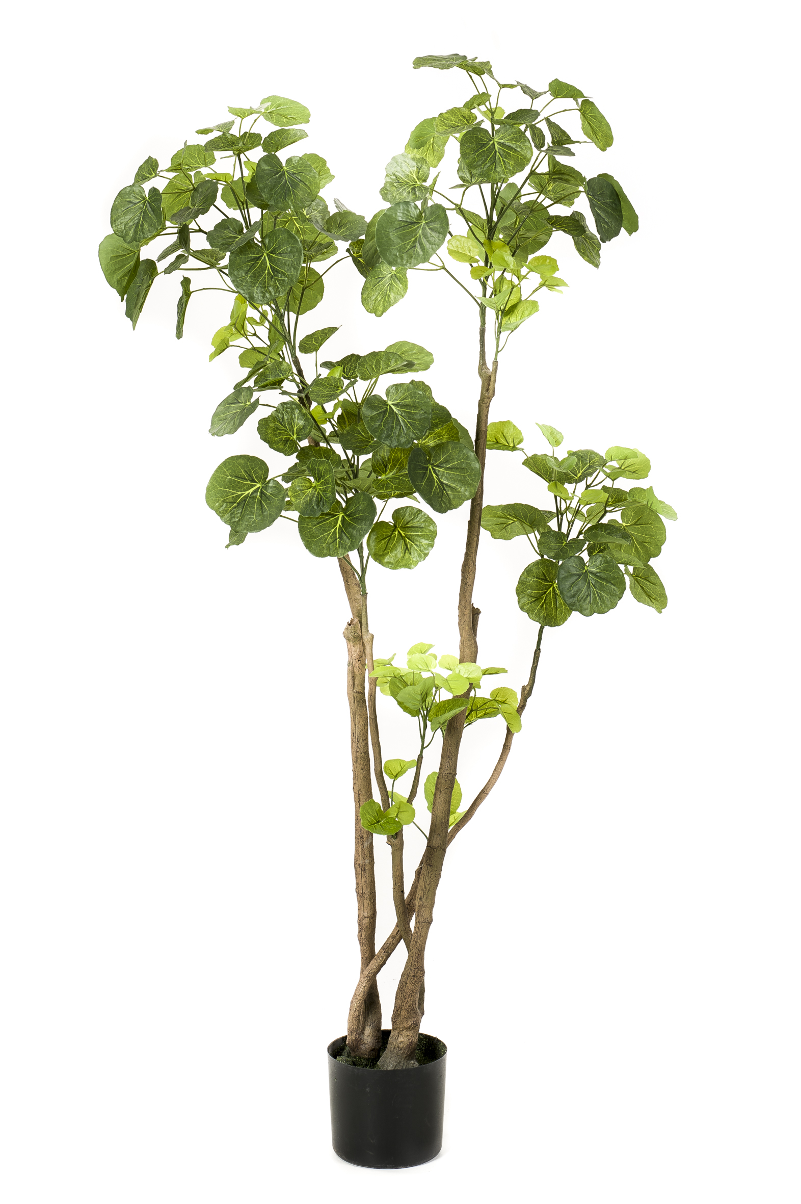 Polyscias artificiel
