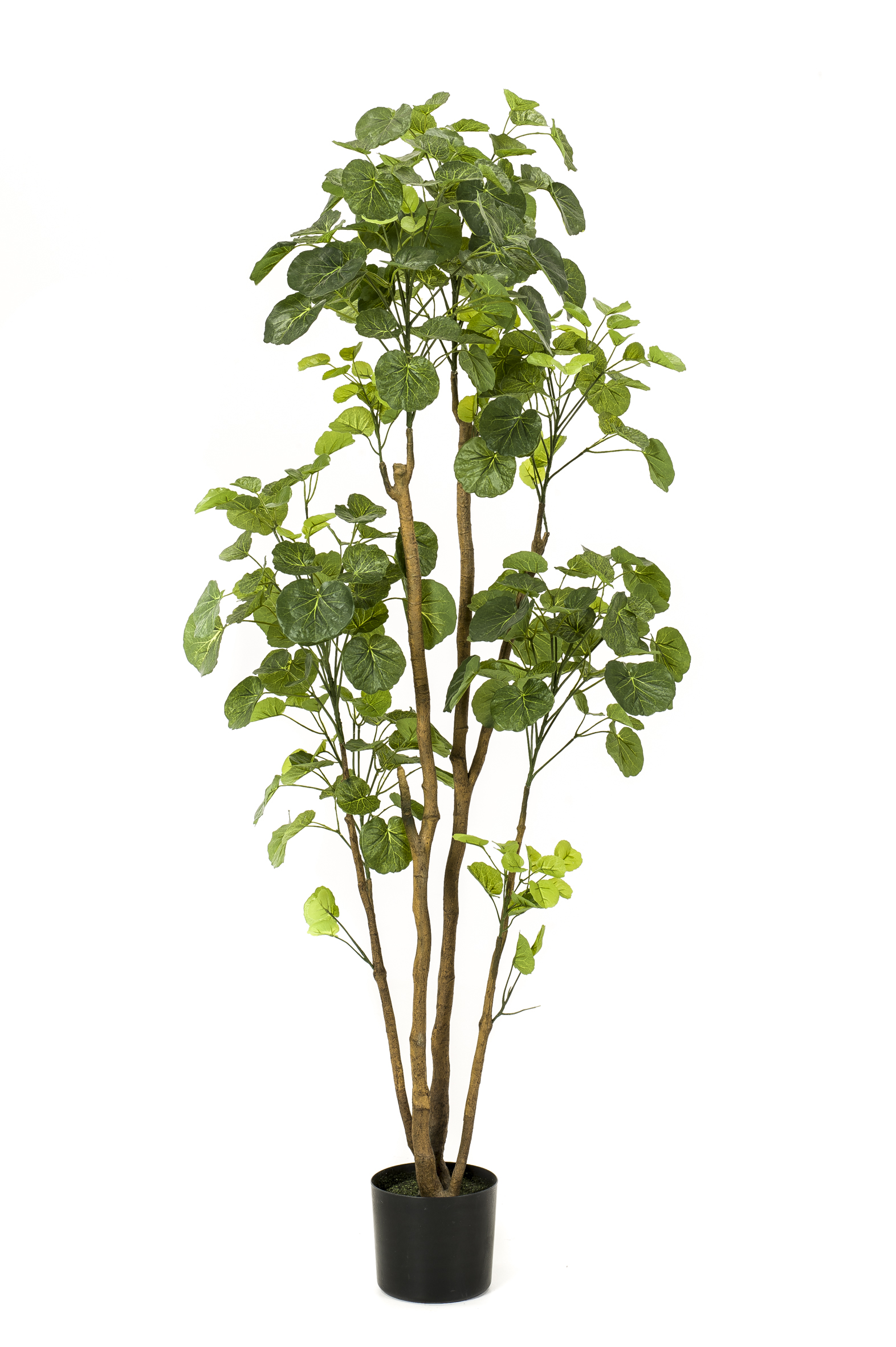 Polyscias artificiel