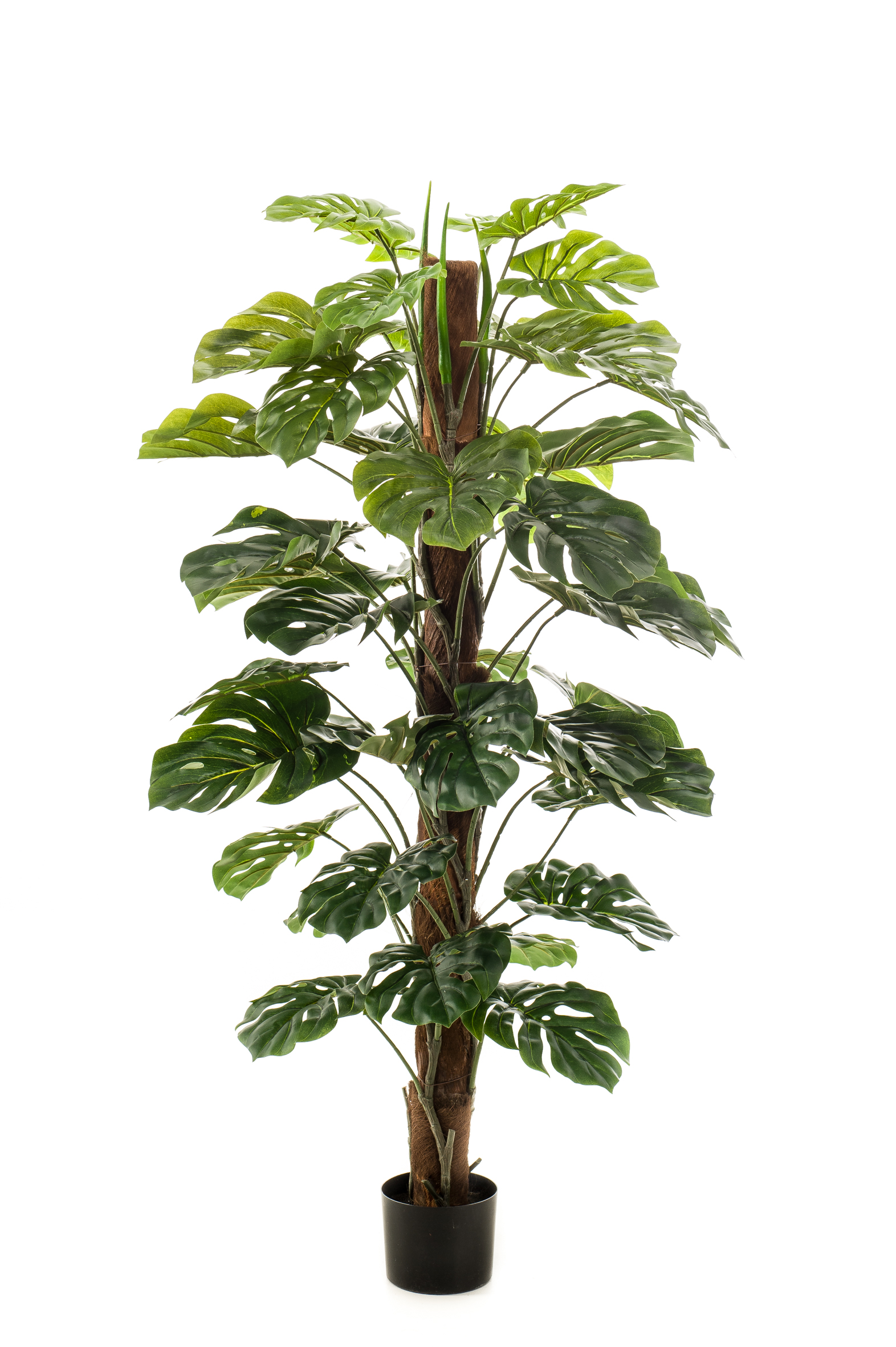 Monstera sur tuteur artificiel