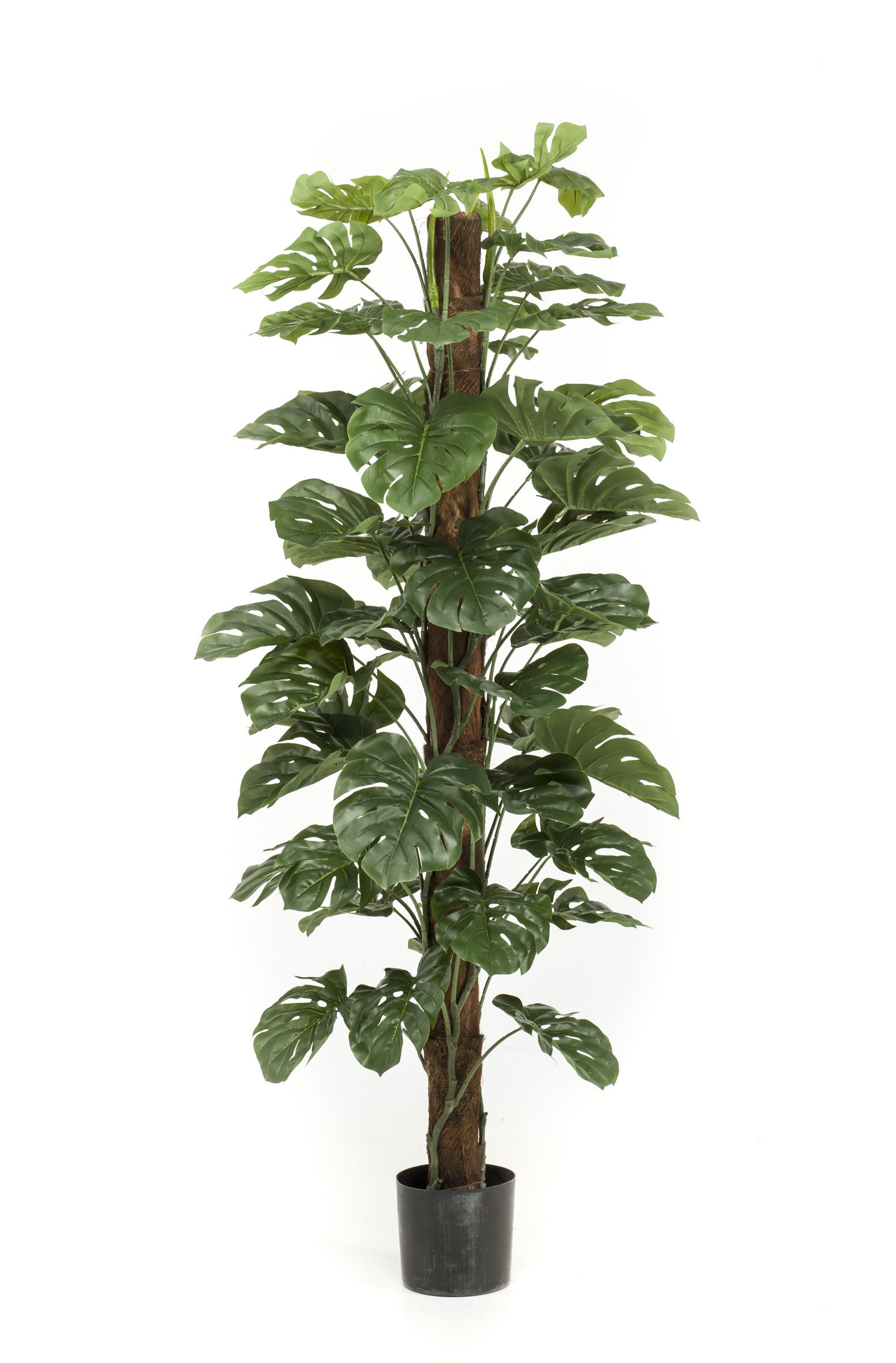 Monstera sur tuteur artificiel