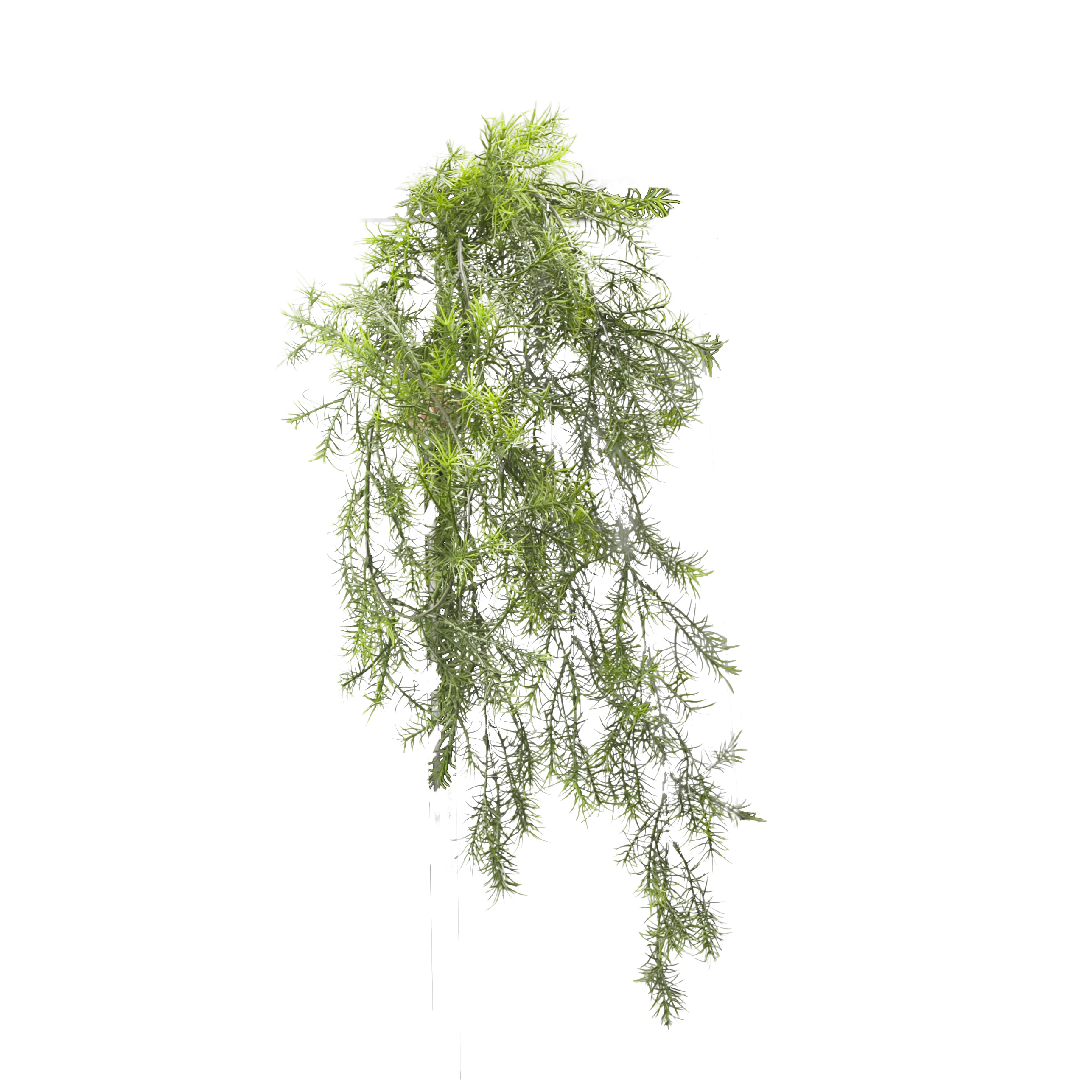 Asparagus sprengeri à suspendre artificiel