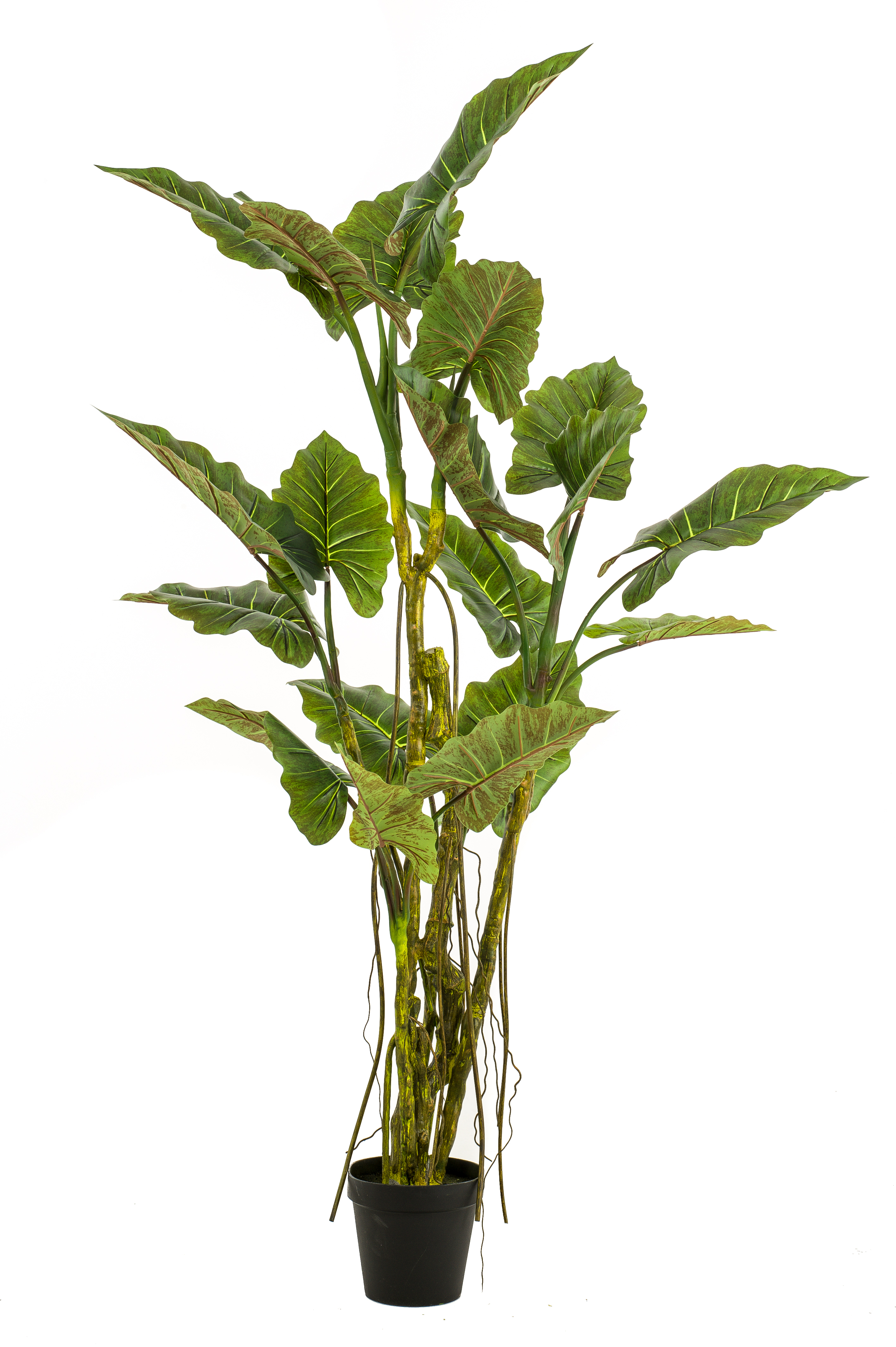 Colocasia artificiel