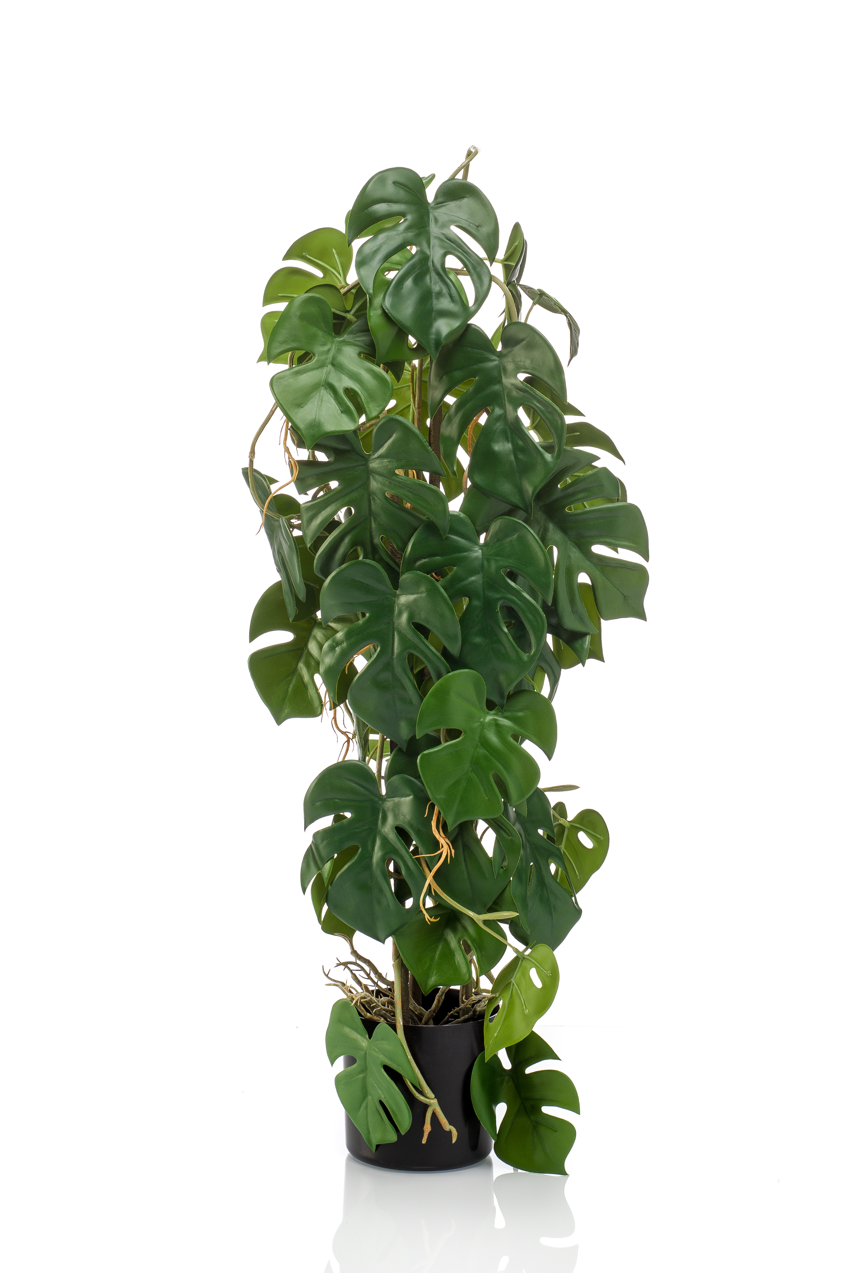 Monstera sur tuteur artificiel
