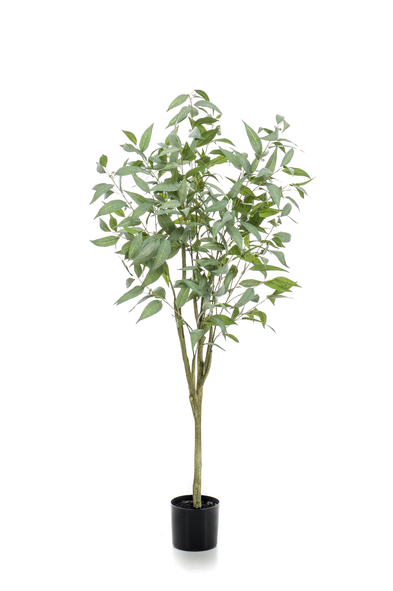 Eucalyptus globulus artificiel