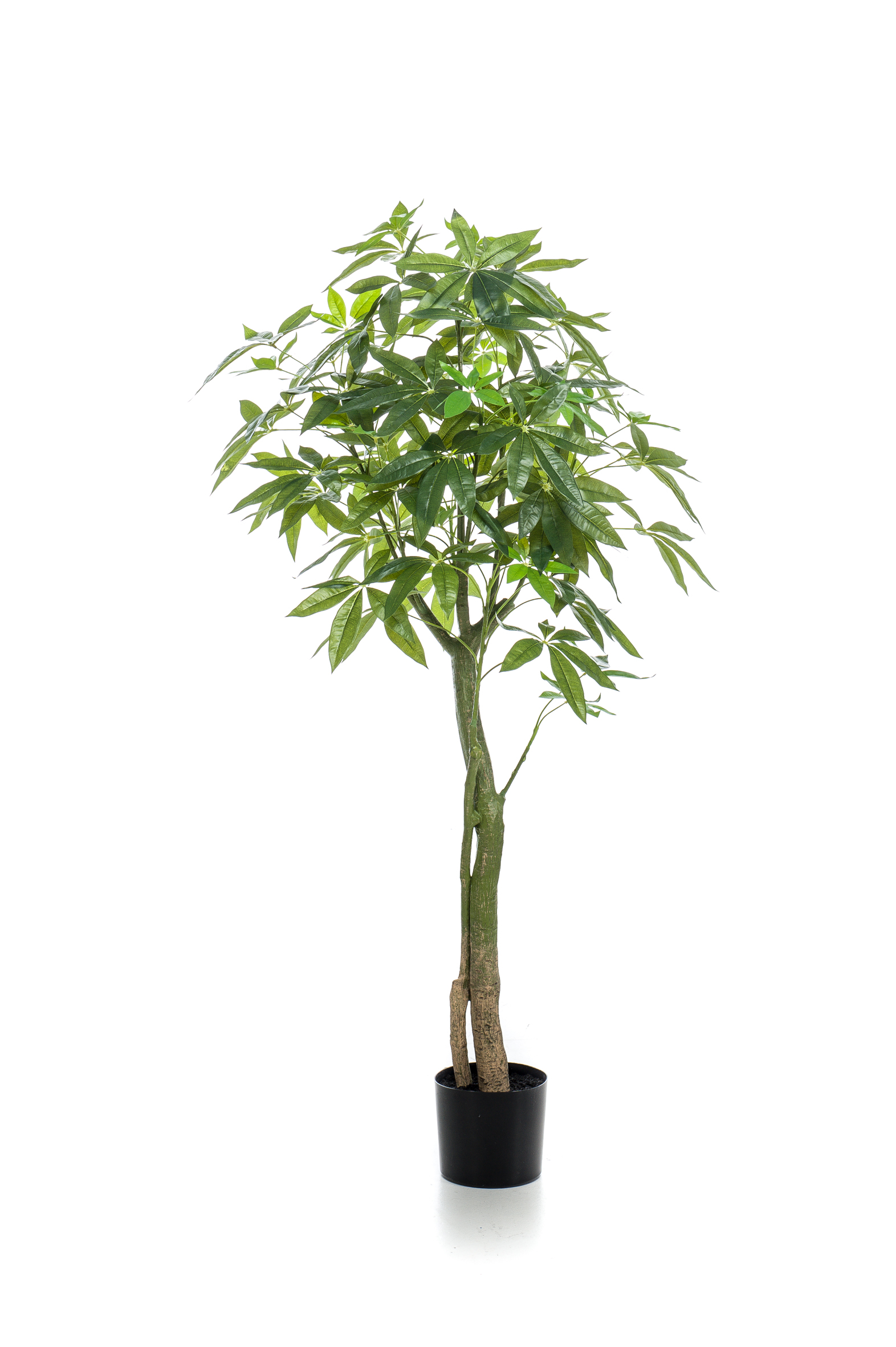 Pachira artificiel