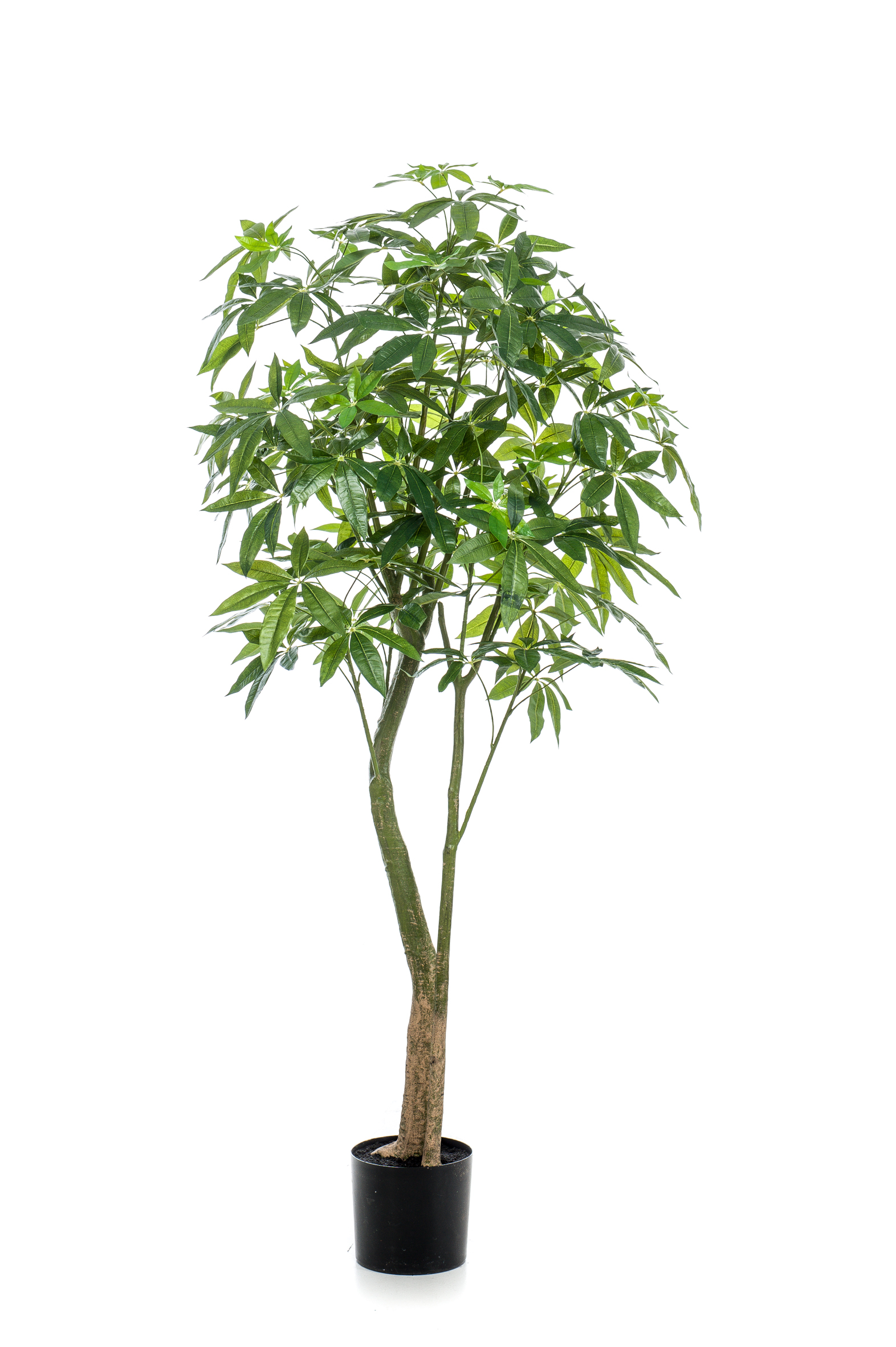 Pachira artificiel
