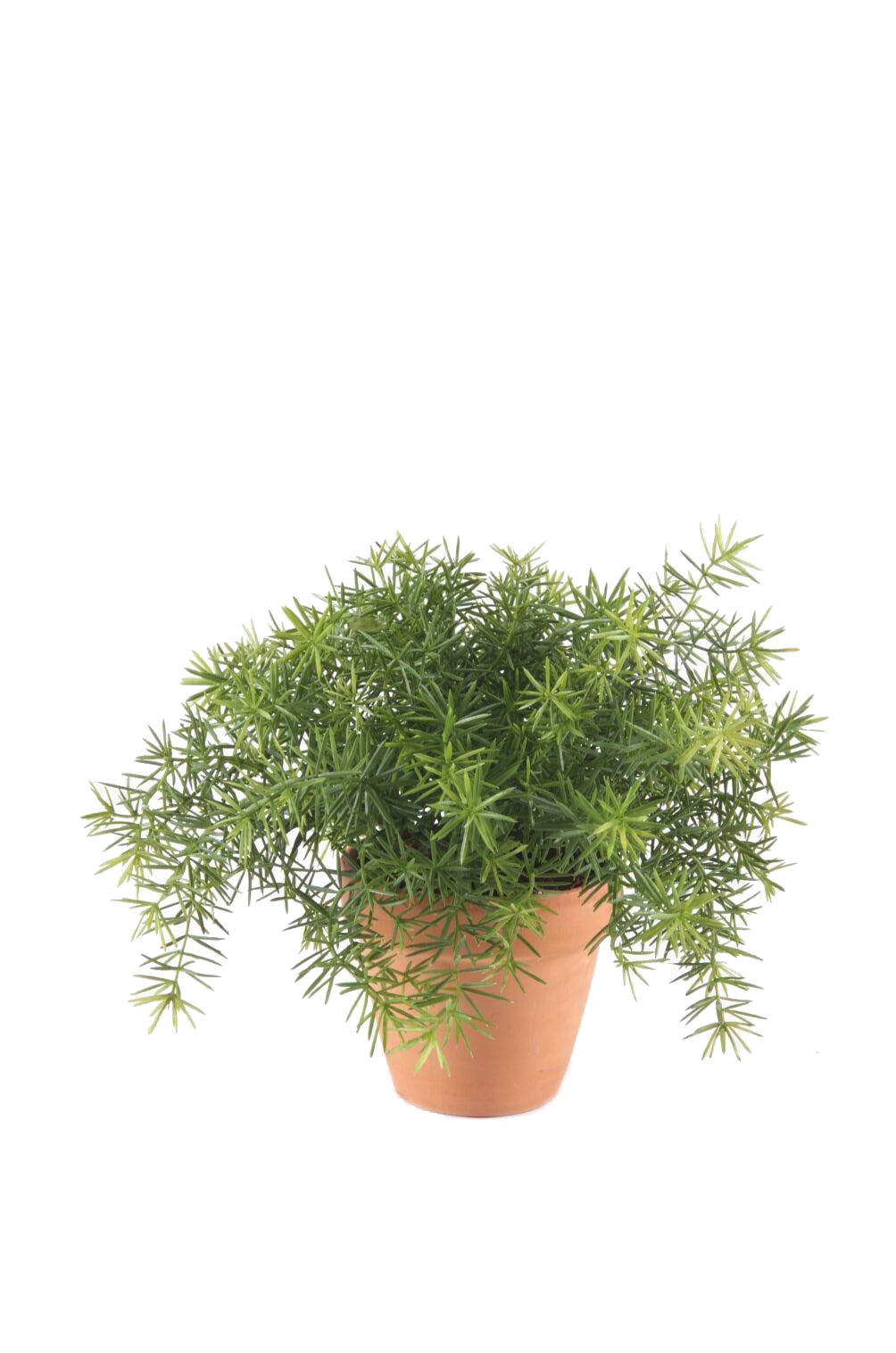 Asparagus artificiel