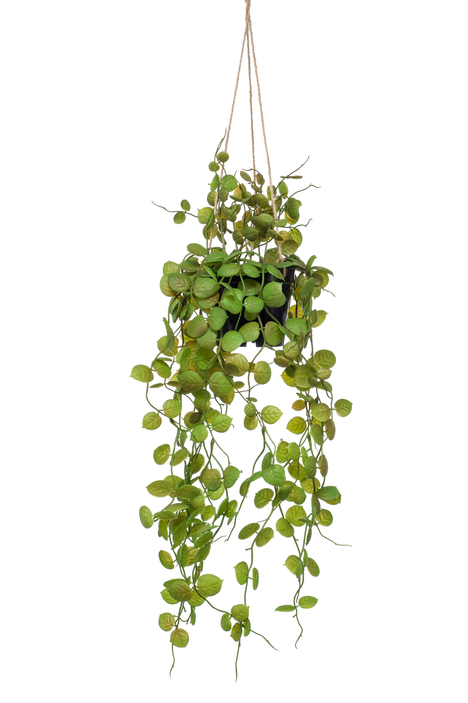 Ceropegia à suspendre artificiel
