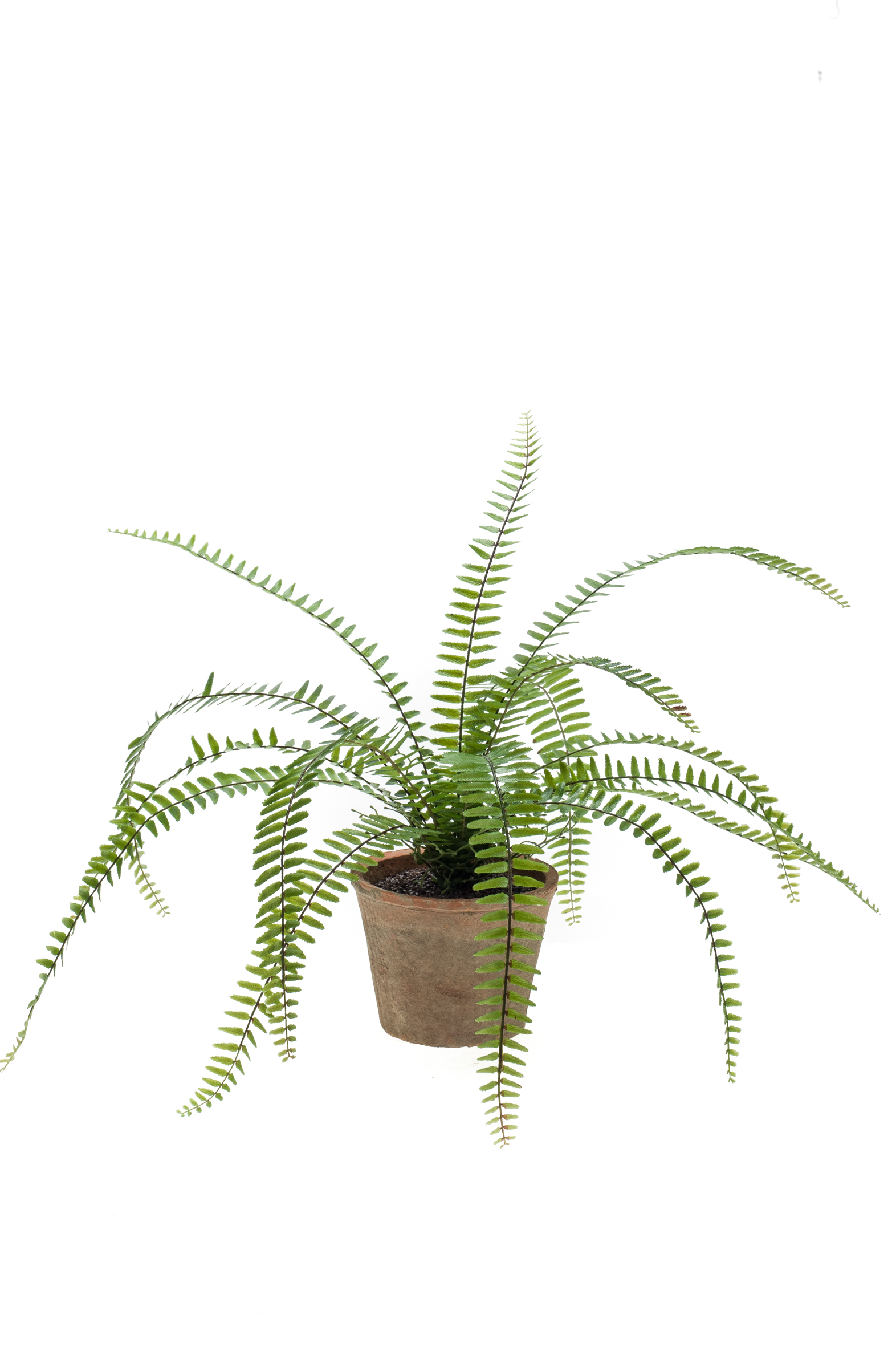 Fougère Nephrolepis artificielle