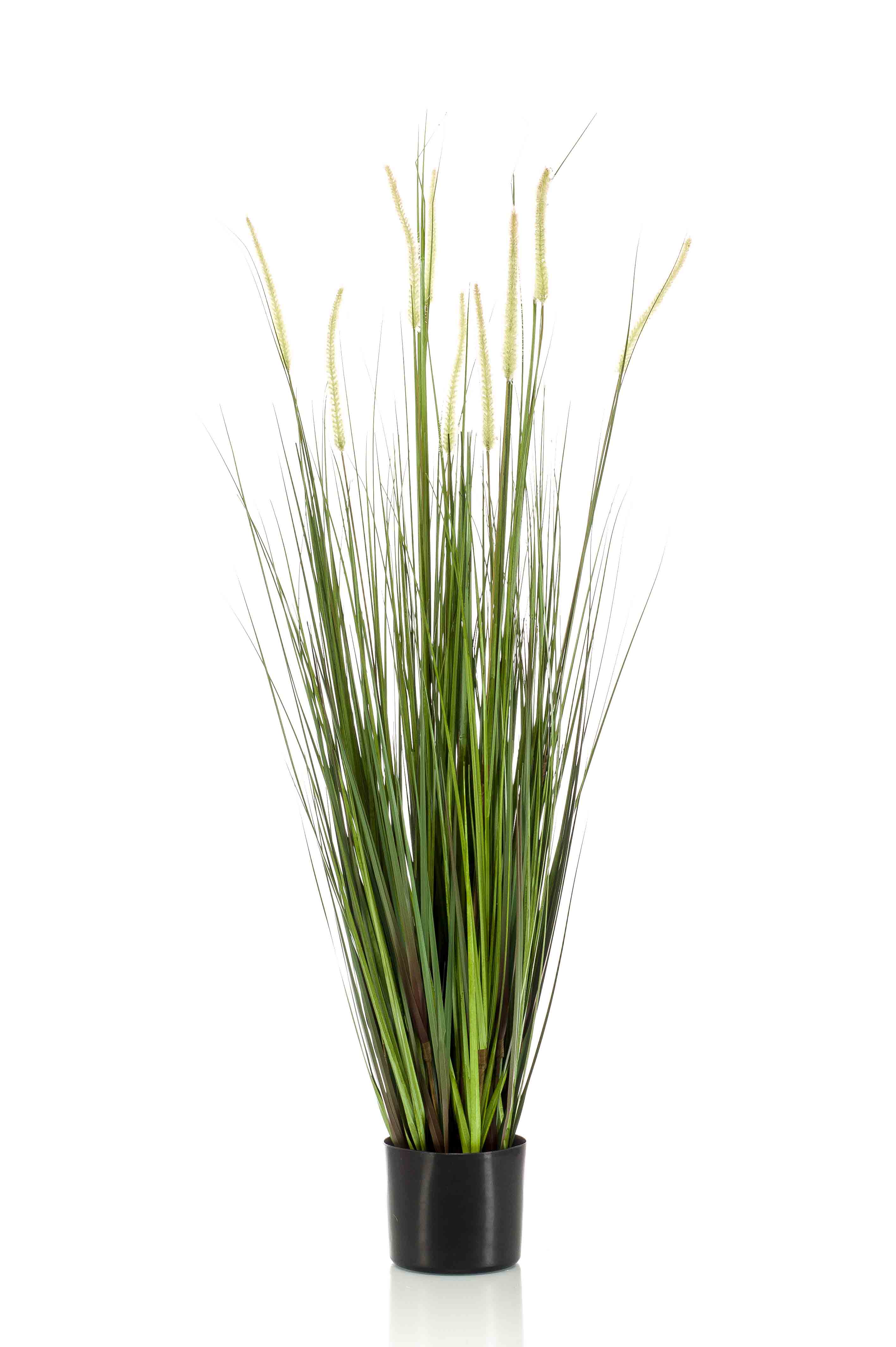 Graminée Alopecurus artificielle
