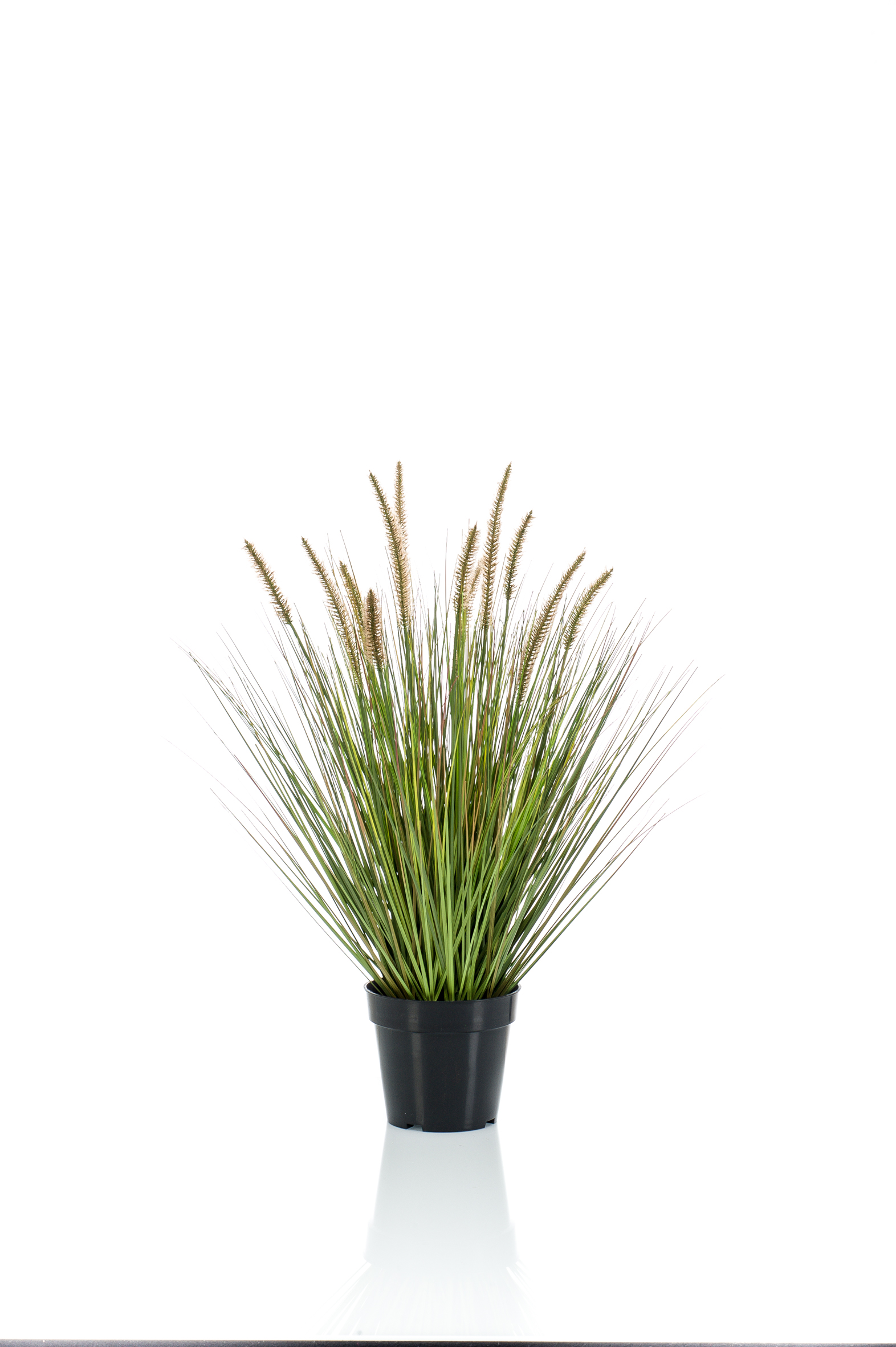 Graminée Pennisetum artificielle