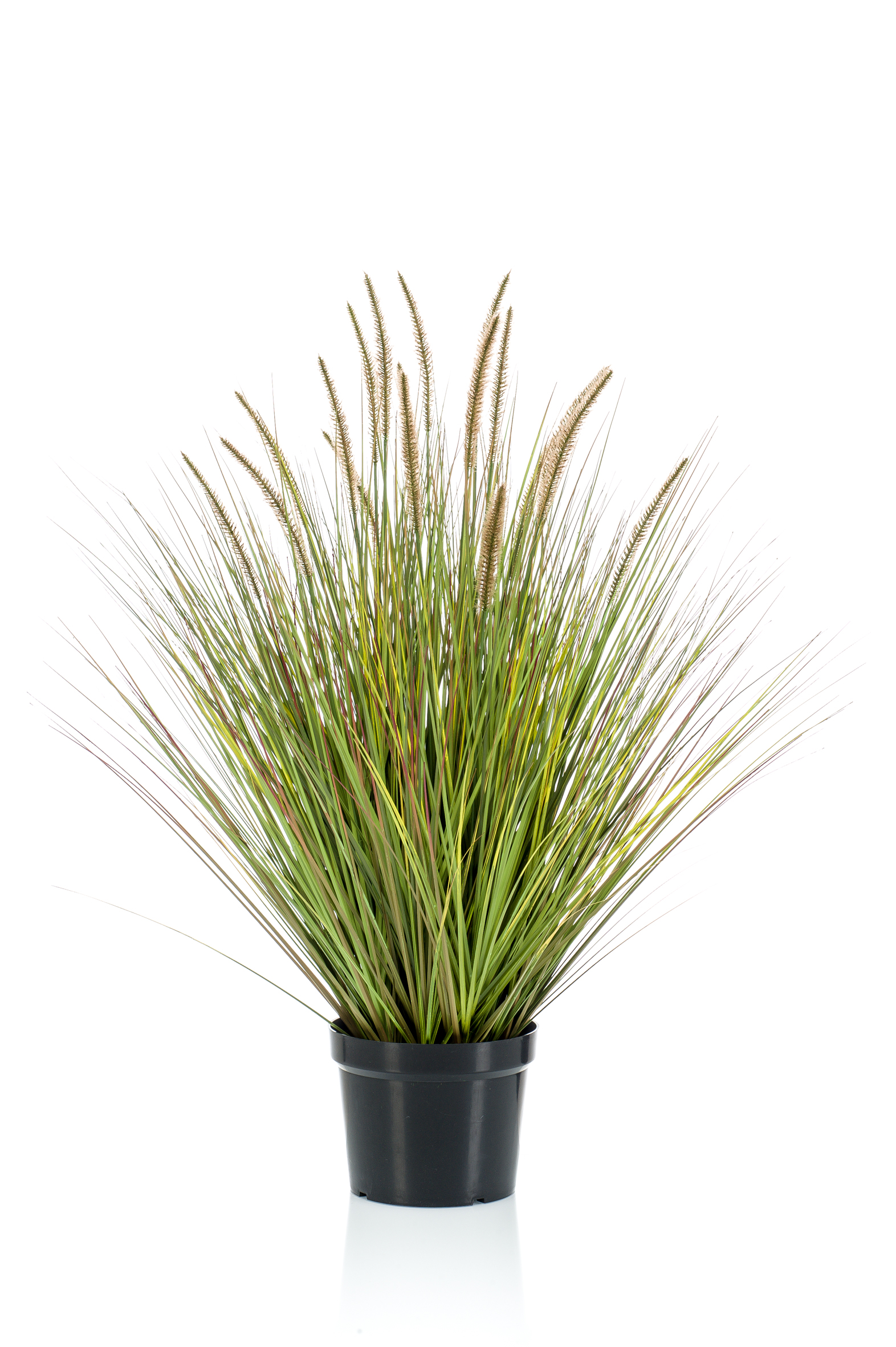 Graminée Pennisetum artificielle