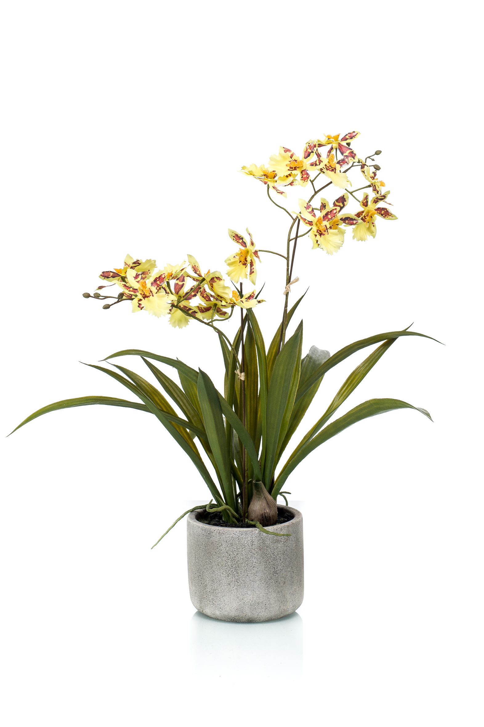 Oncidium en pot artificiel