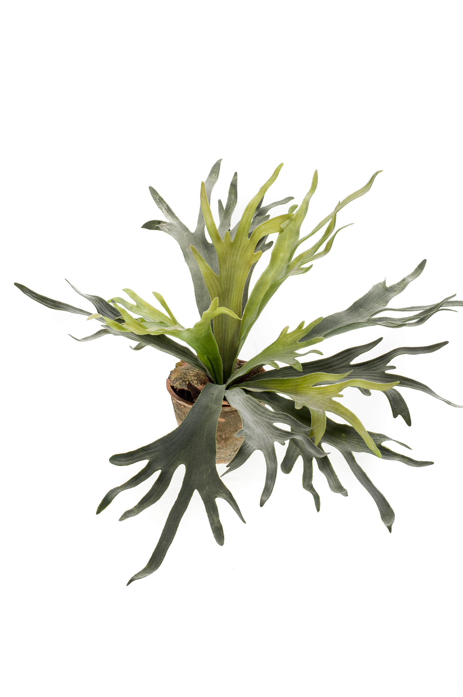 Platycerium artificiel