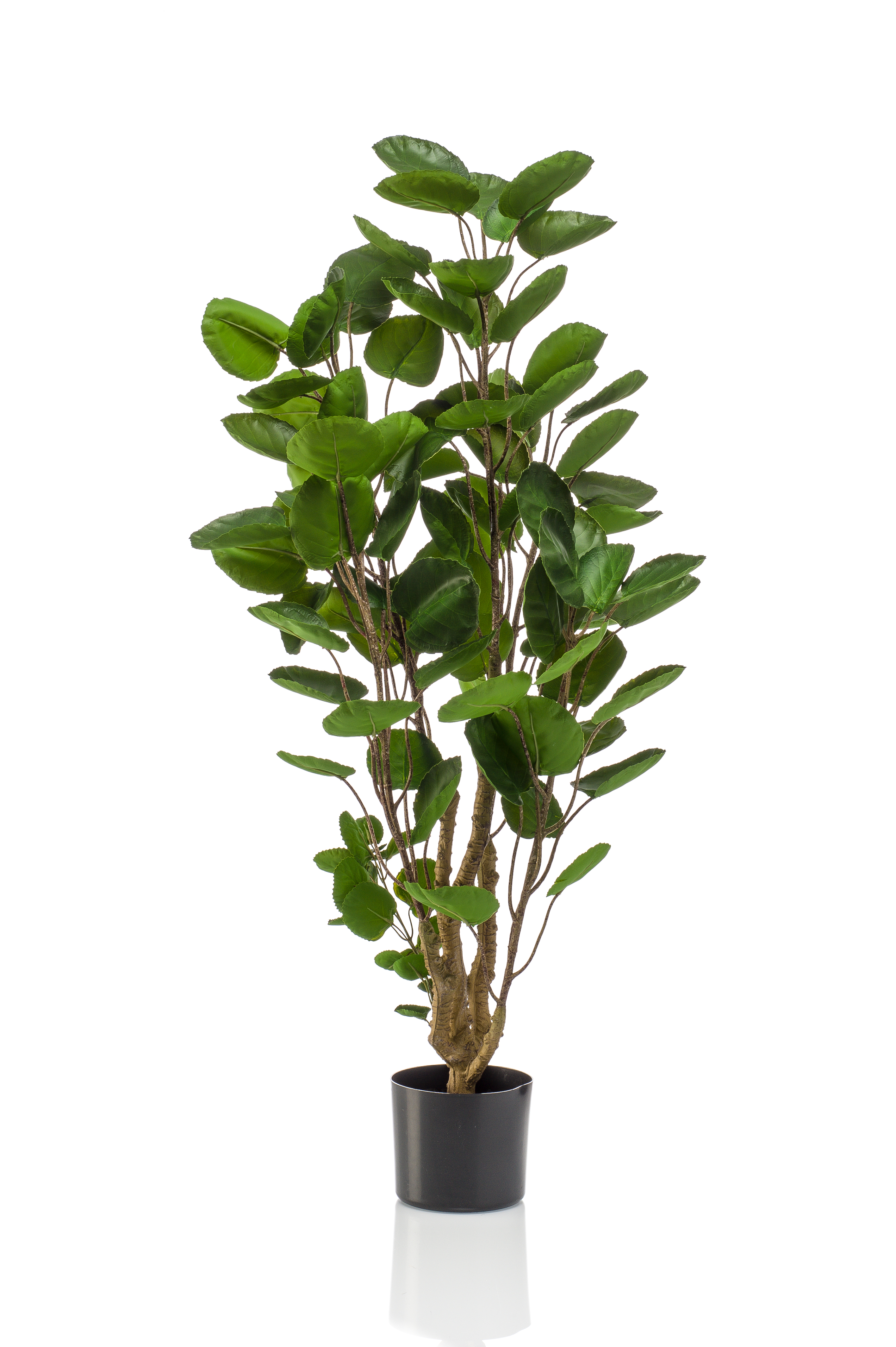 Polyscias artificiel