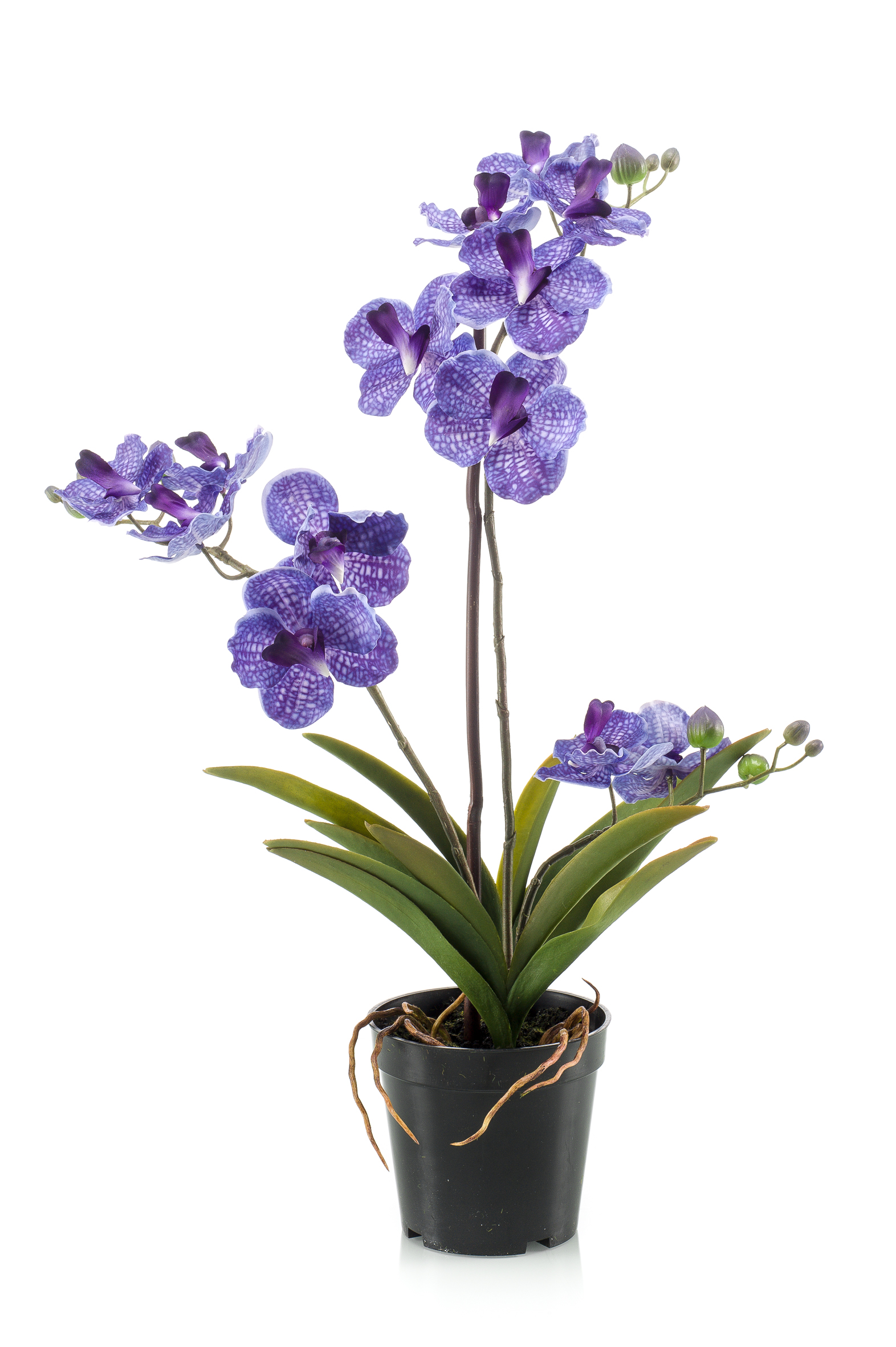 Vanda en pot artificiel