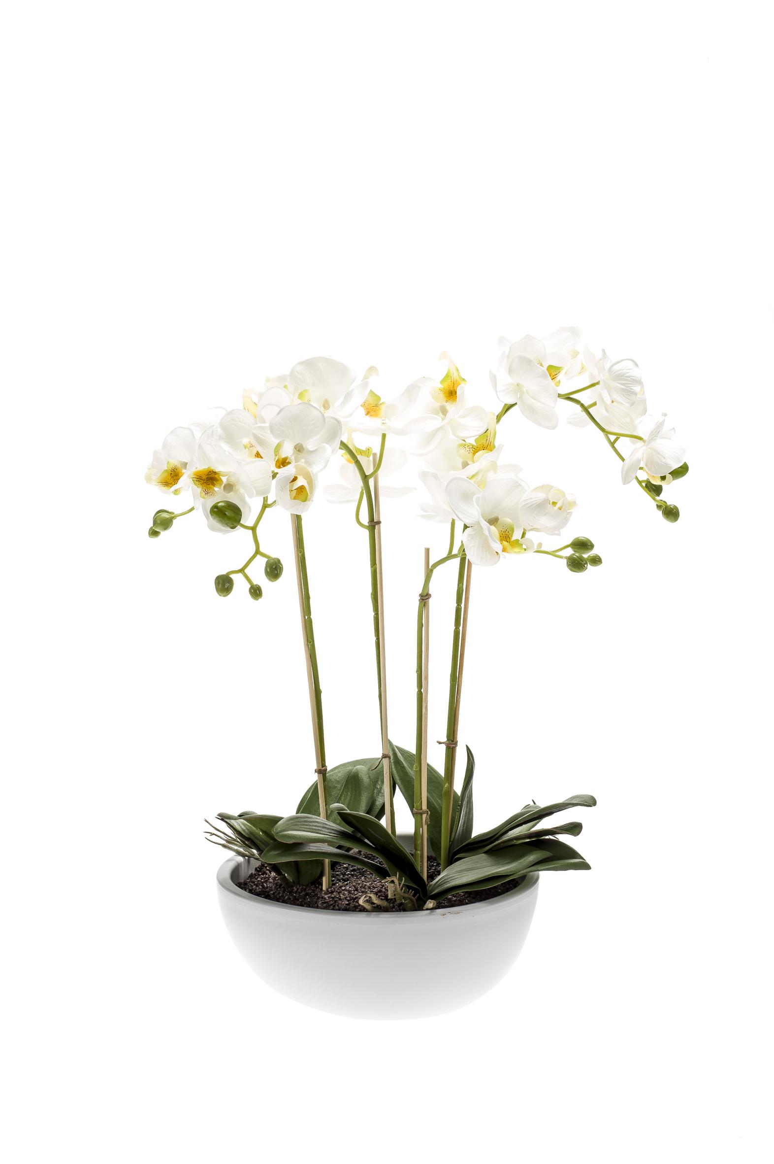 Phalaenopsis en pot artificiel