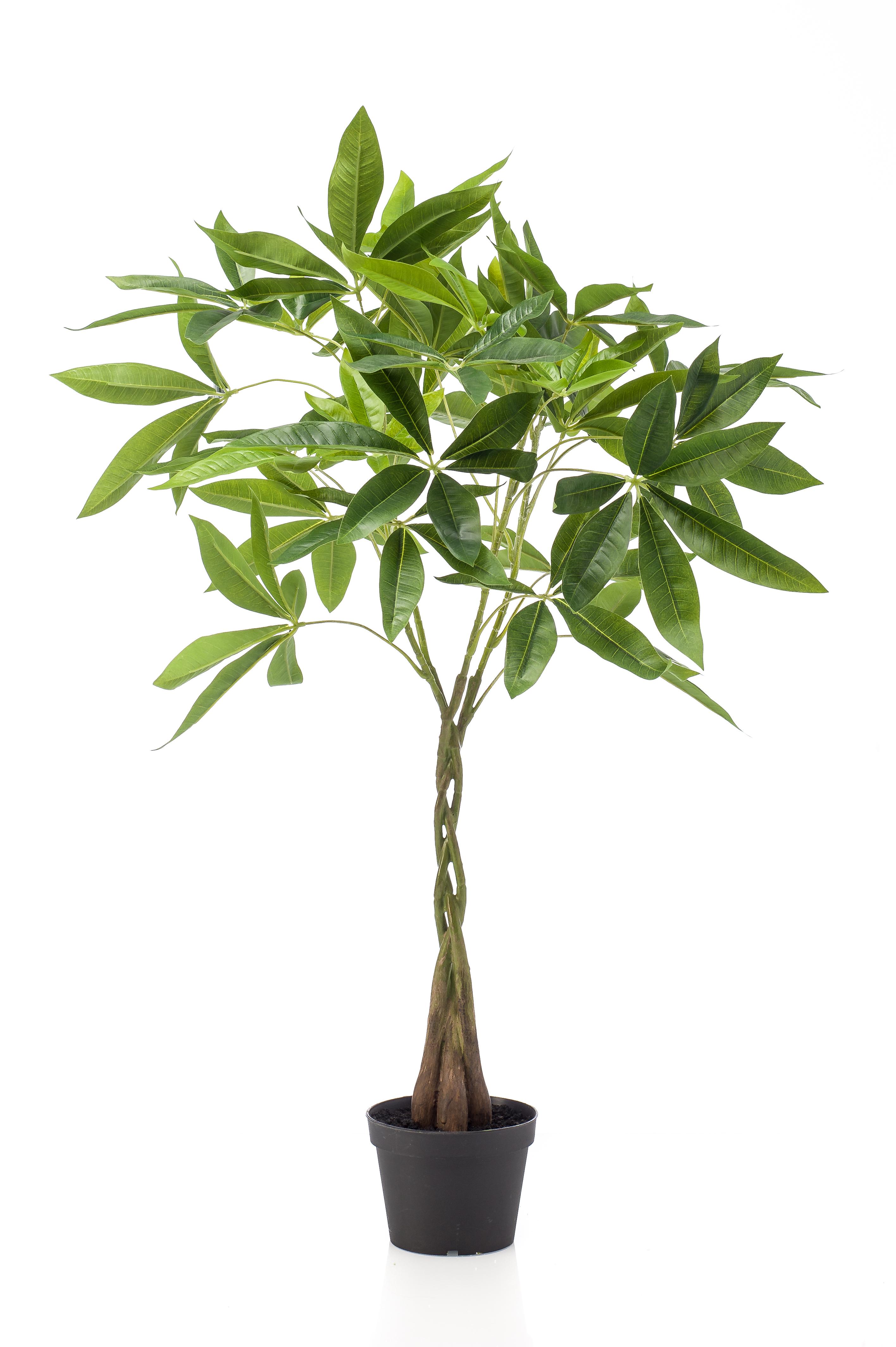 Pachira artificiel