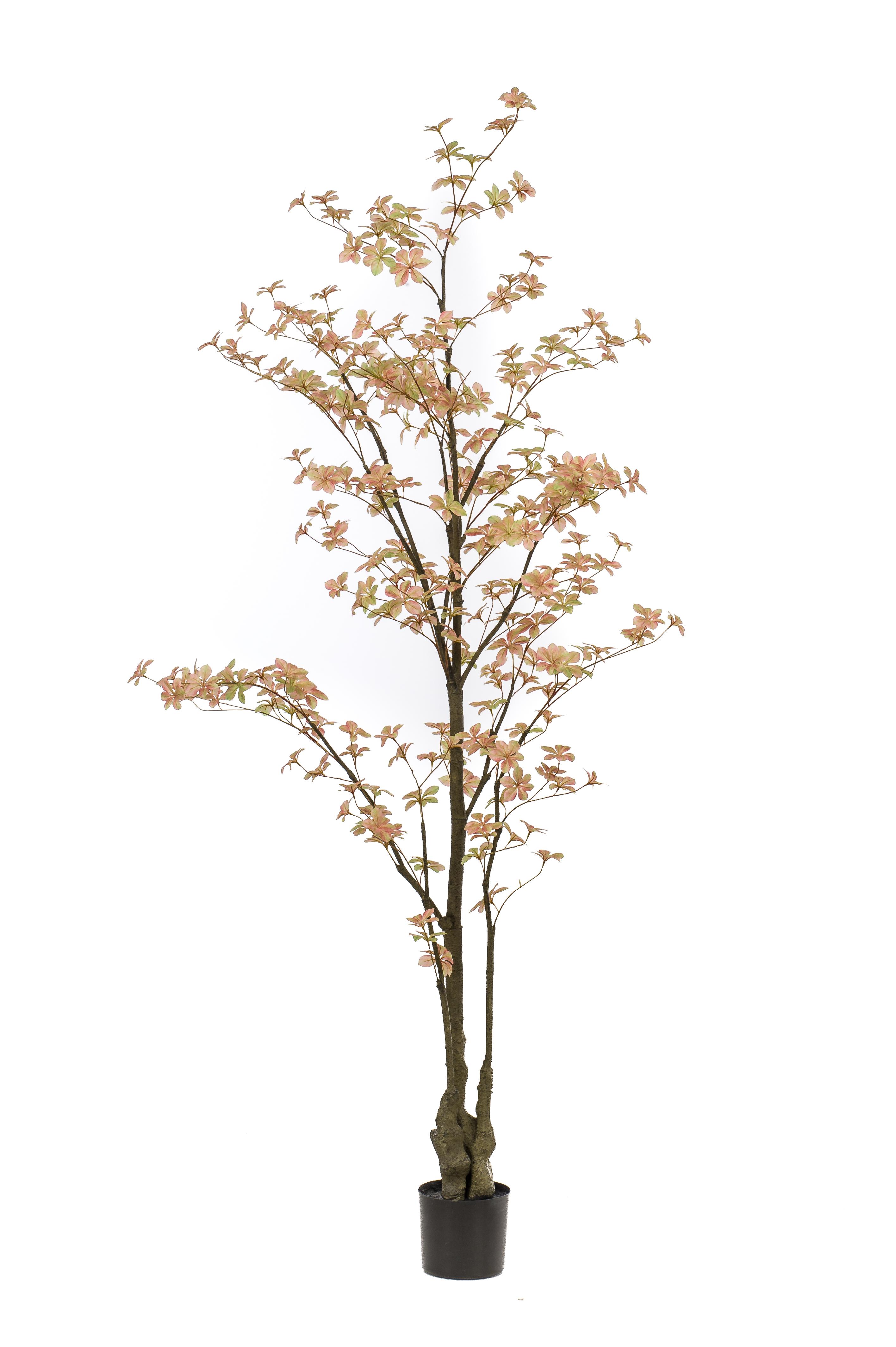 Tropaeolum pêche artificiel