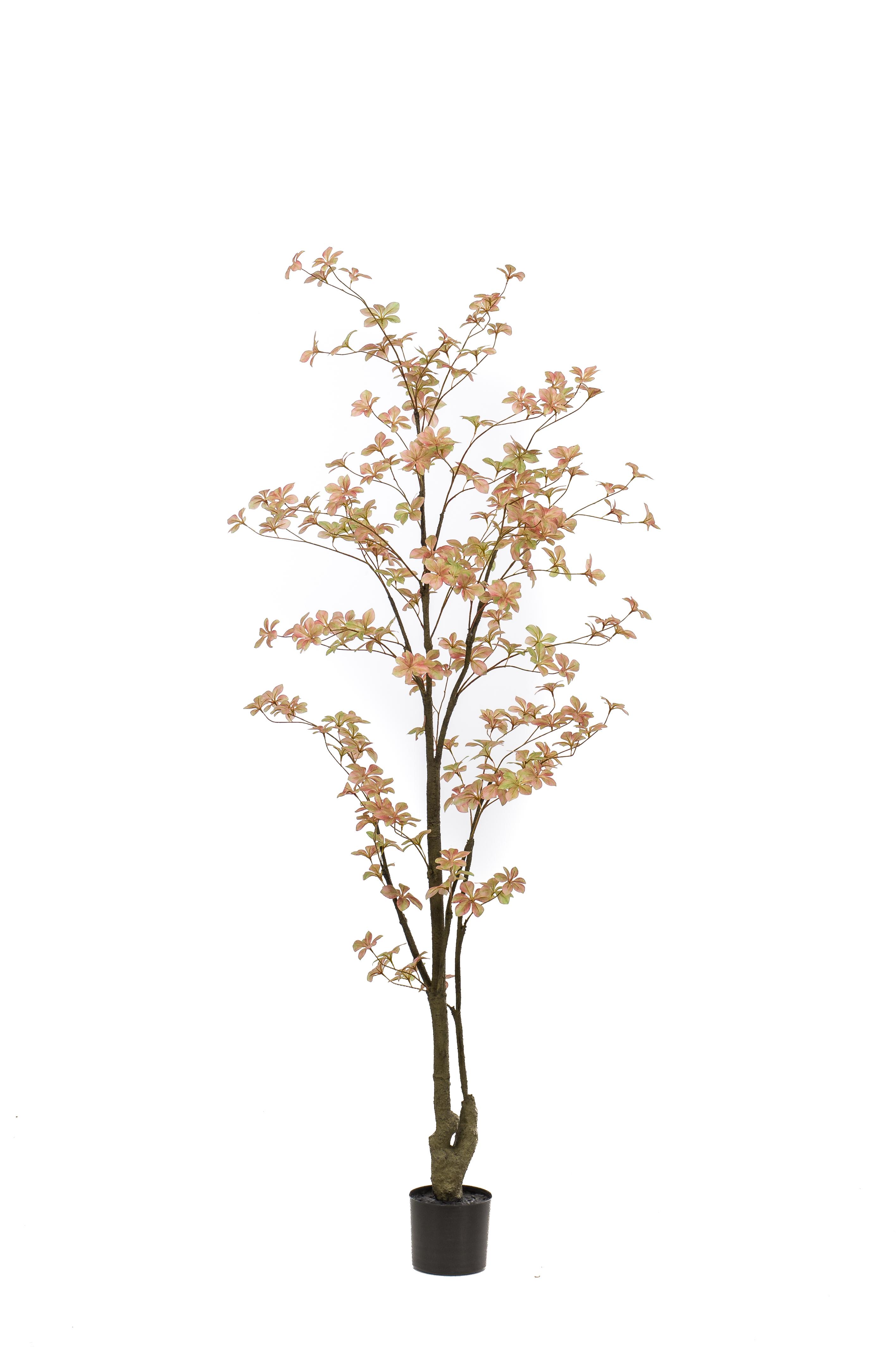 Tropaeolum pêche artificiel