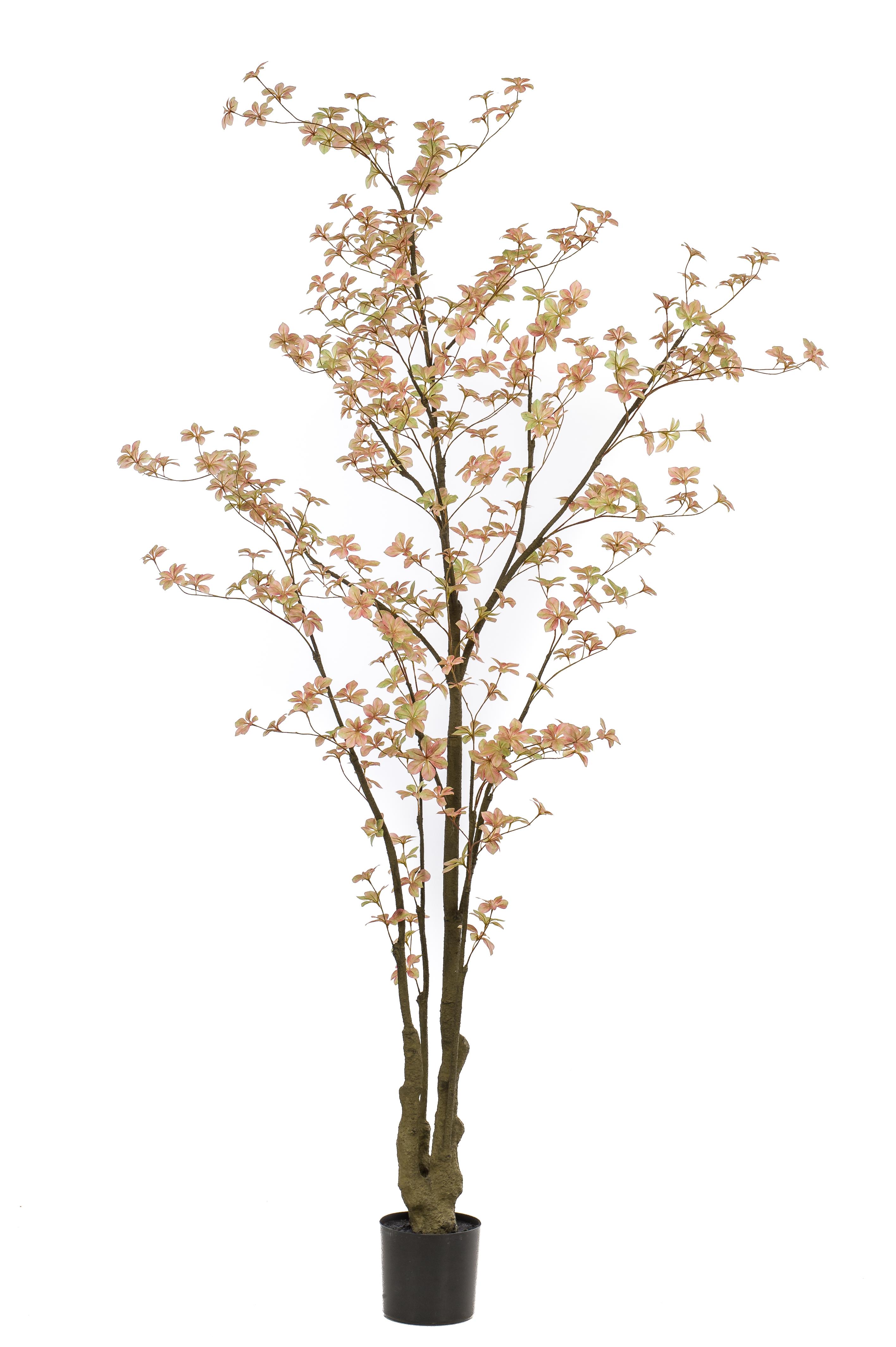 Tropaeolum pêche artificiel
