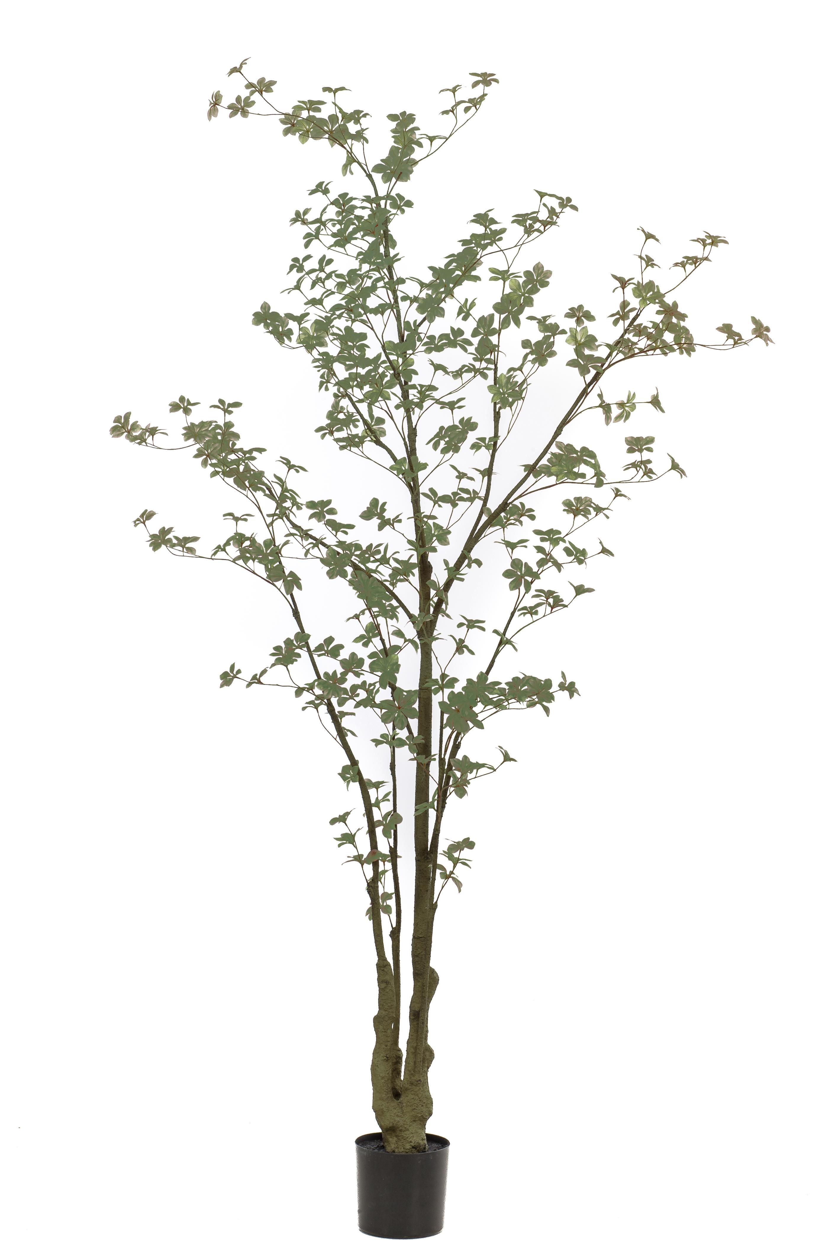 Tropaeolum vert artificiel