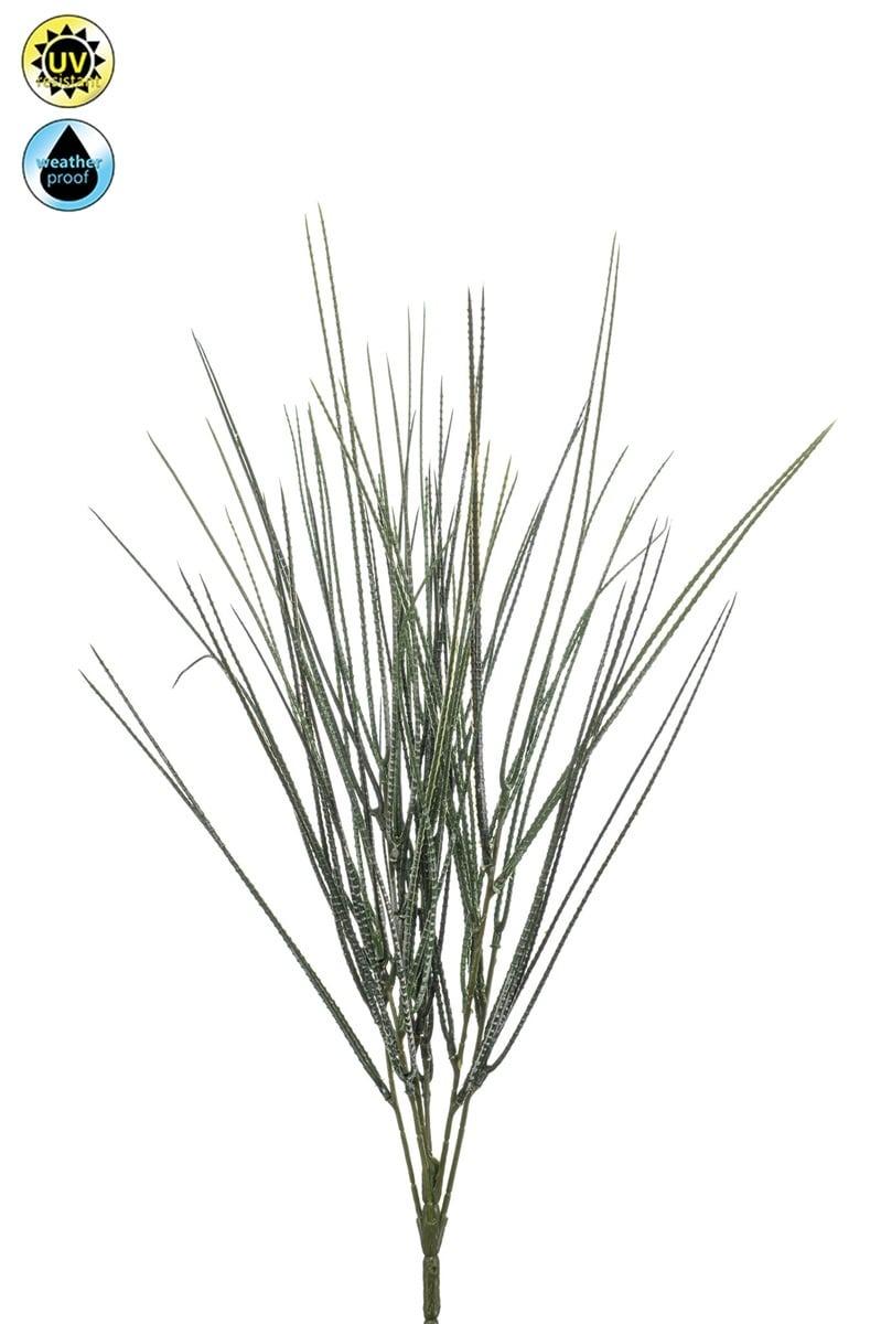 Cytisus résistant UV artificiel