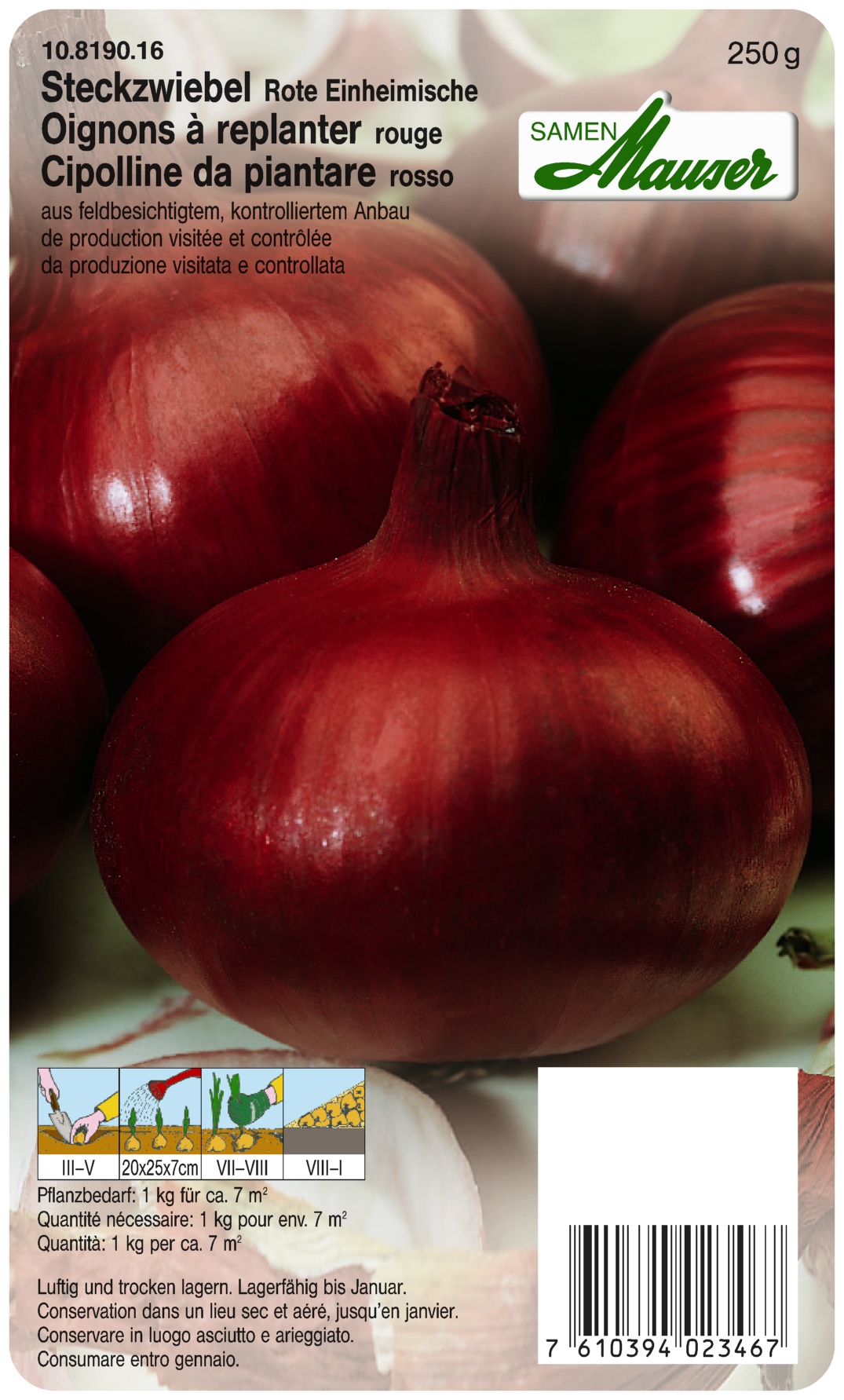 Oignon à replanter 'Rouge'