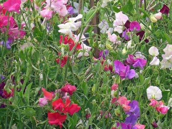 Lathyrus odoratus