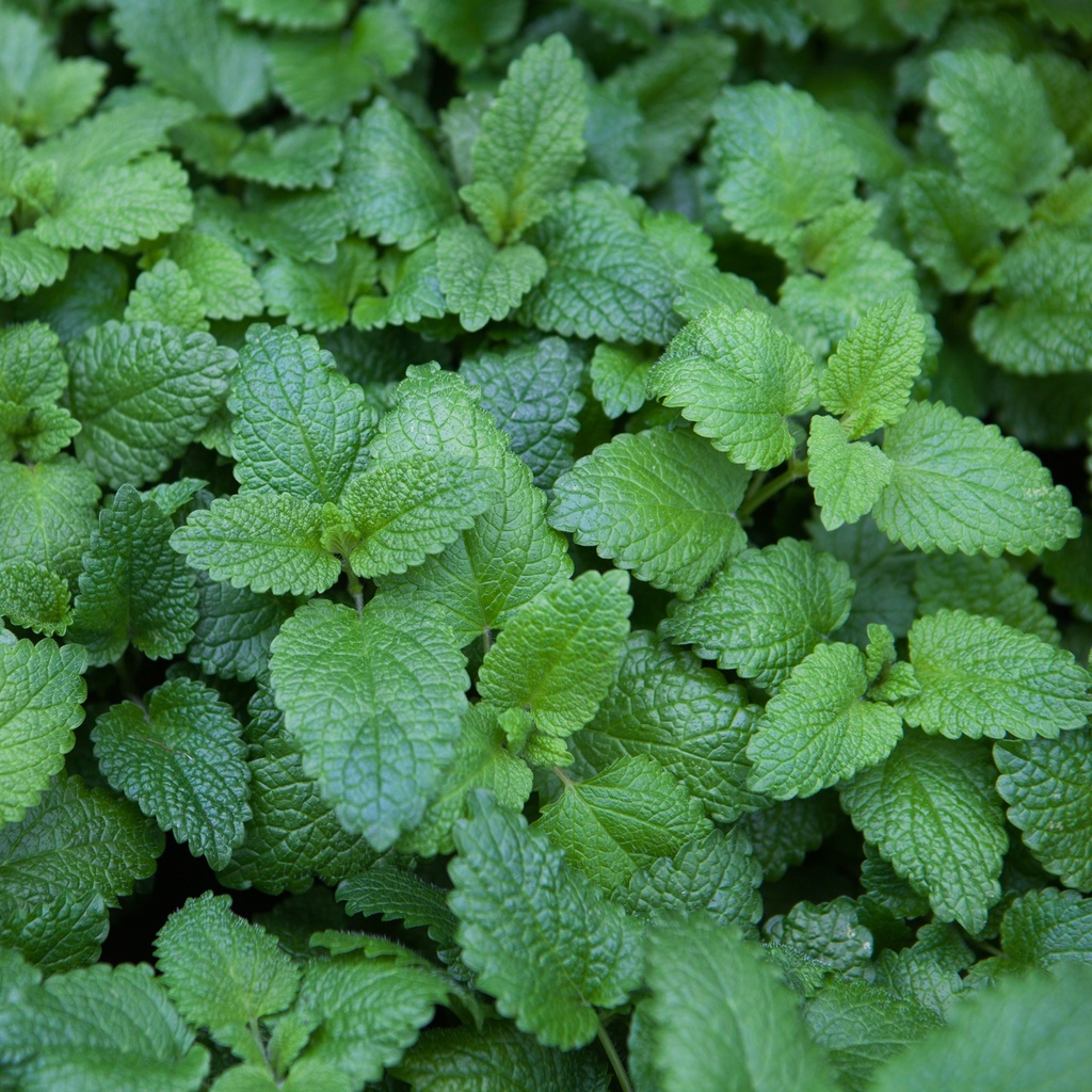 Mélisse citronnelle
